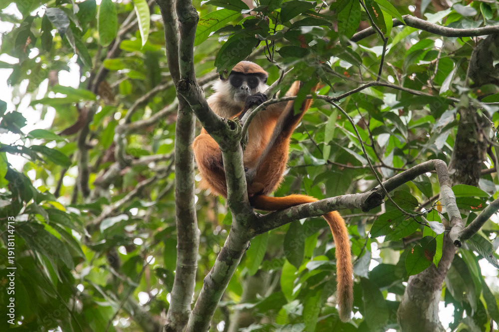 Bouvier's red colobus
