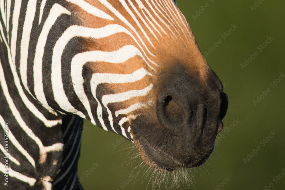 Mountain zebra
