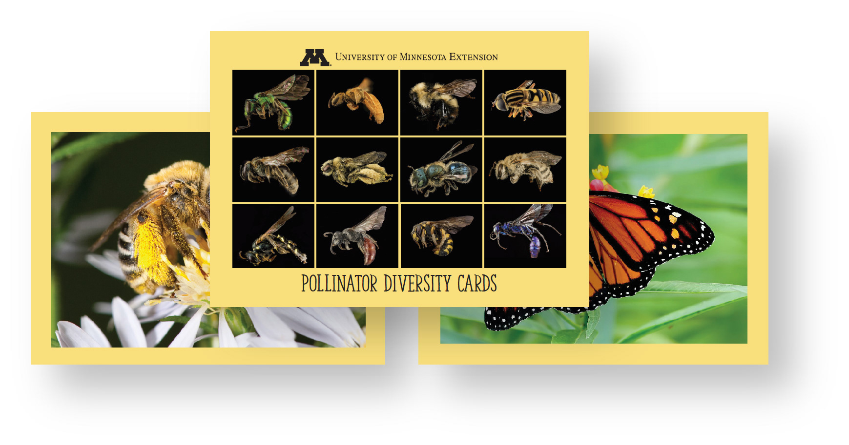 Pollinator Diversity Cards
