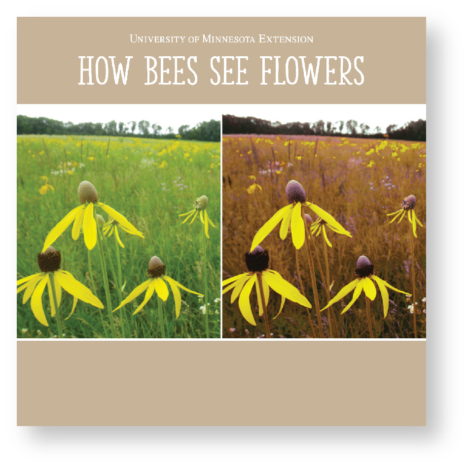 How Bees See Flowers