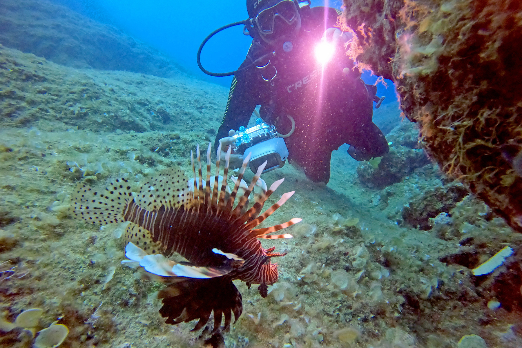 Lionfish and Diver off Crete, Greece