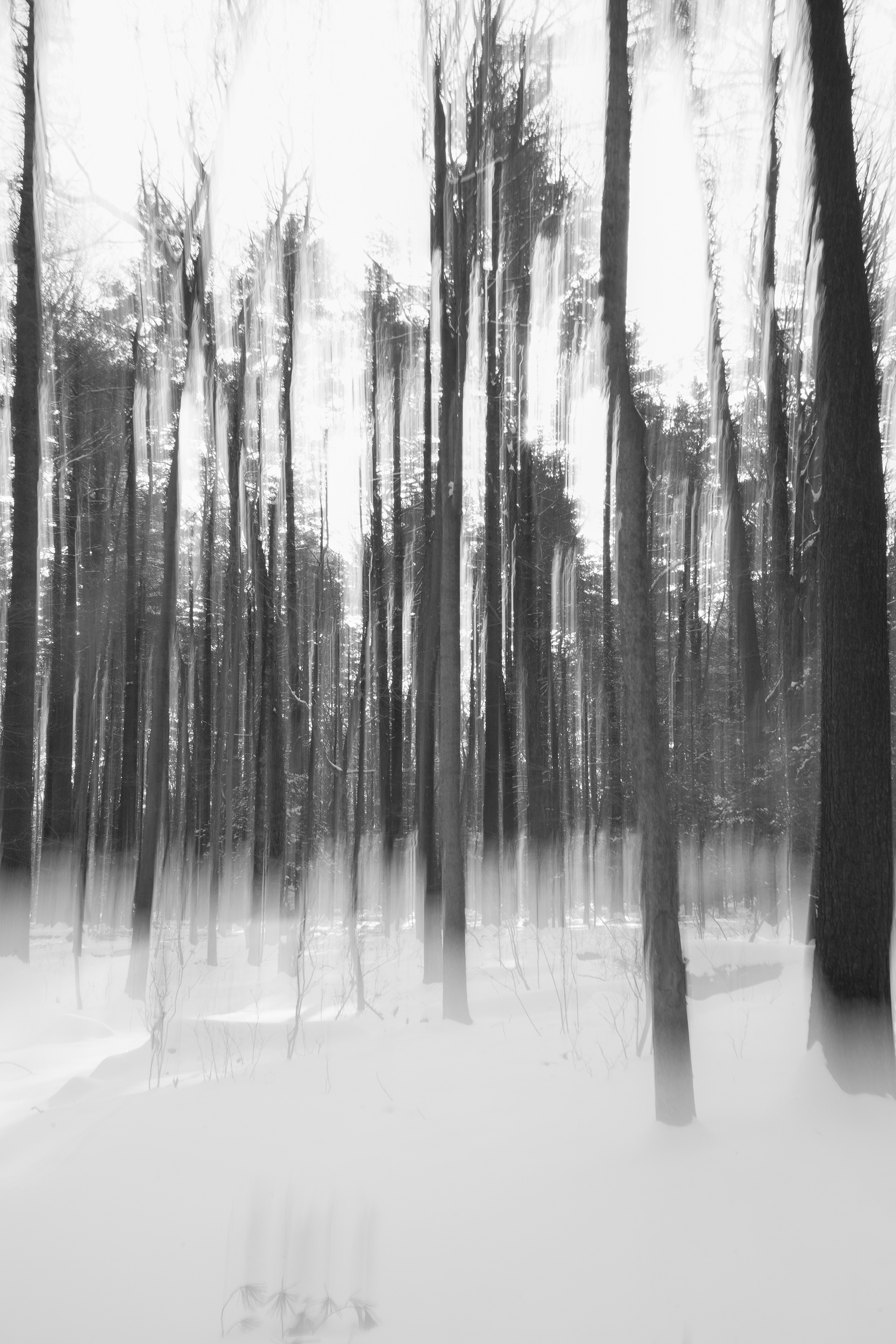 Forest Mist