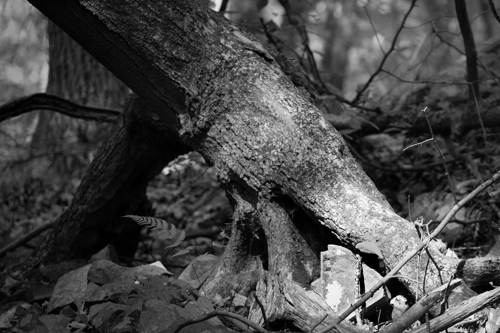 Woods