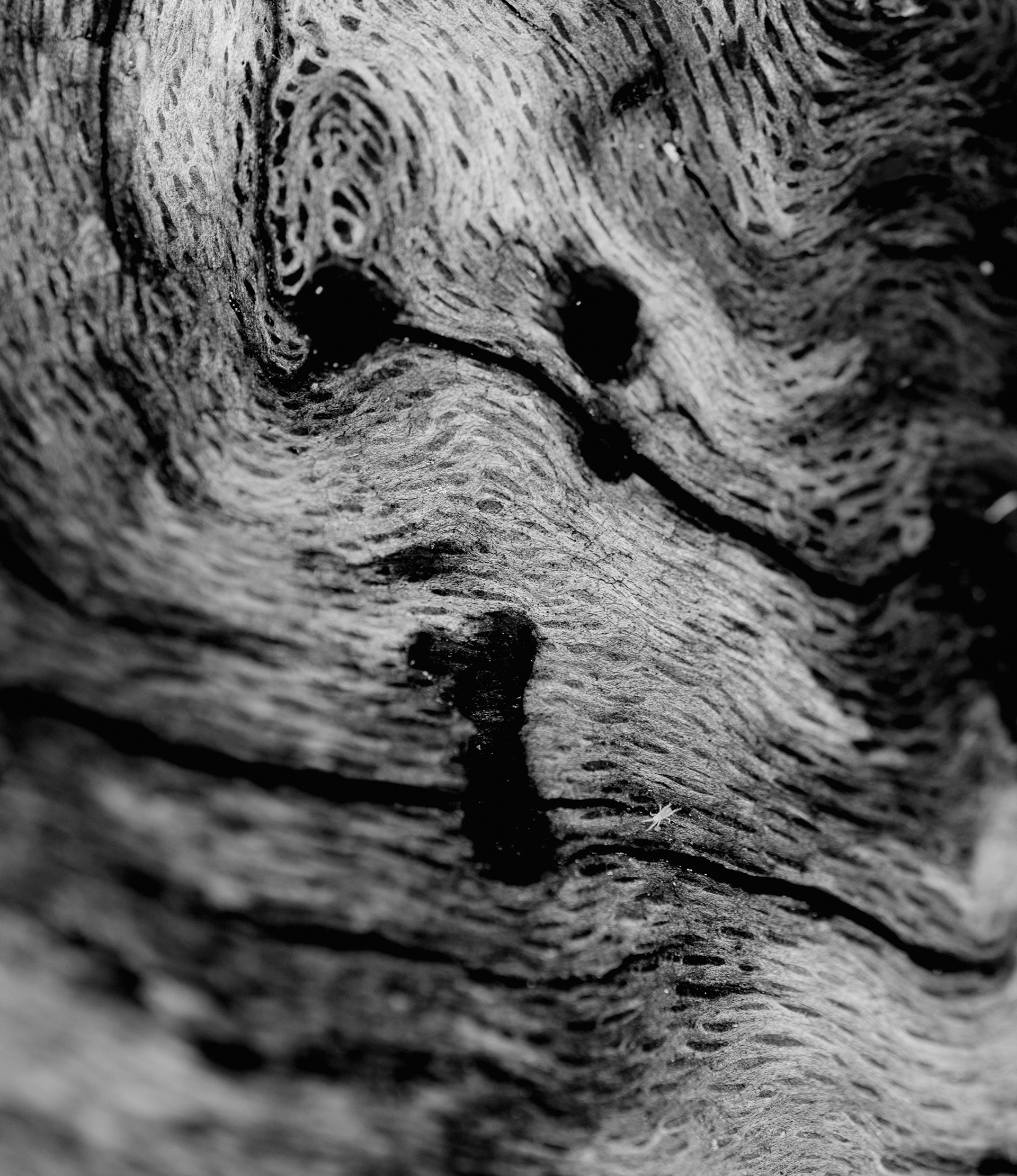 Grain Memory