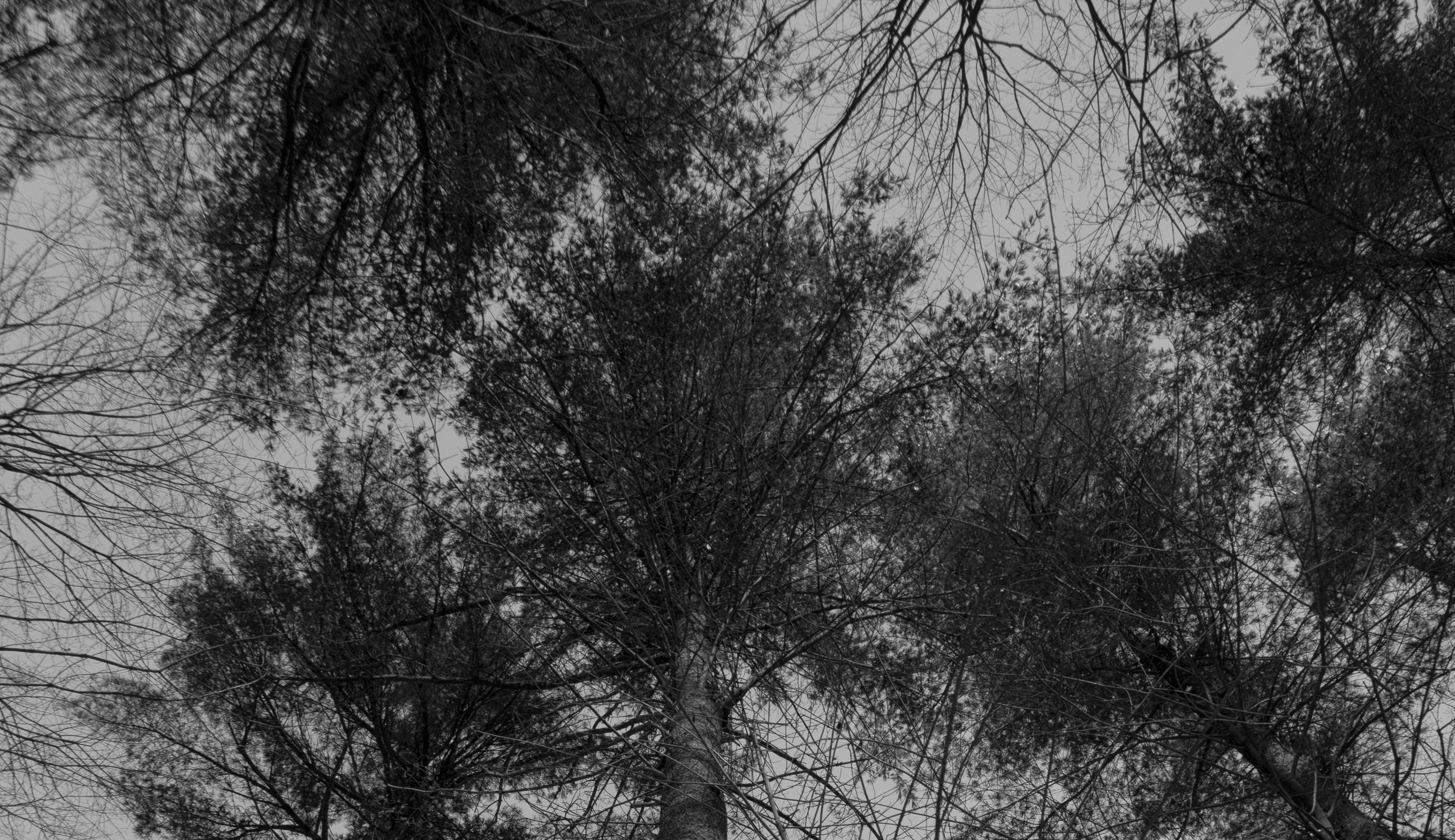 Canopy