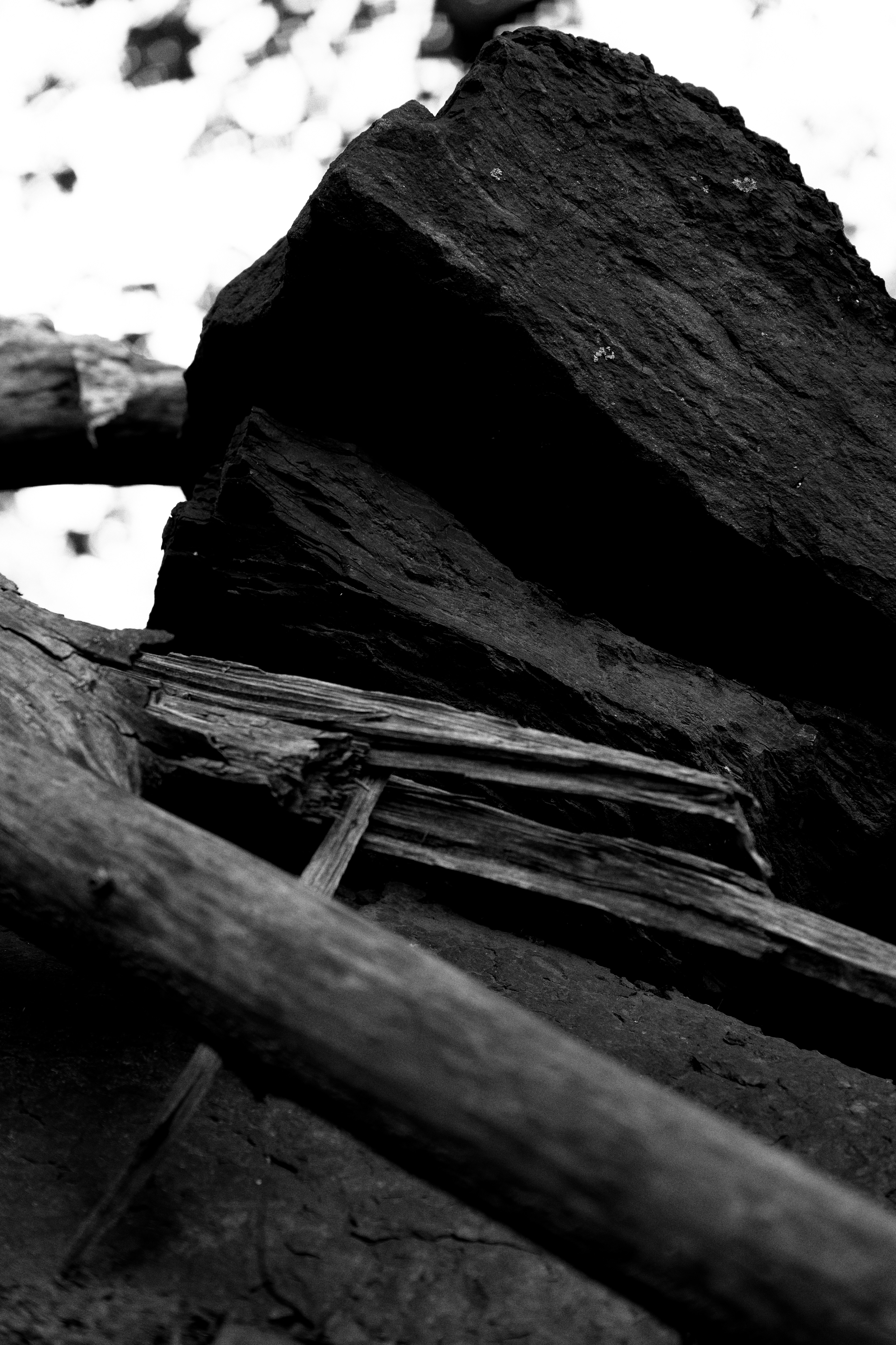 Forest Floor