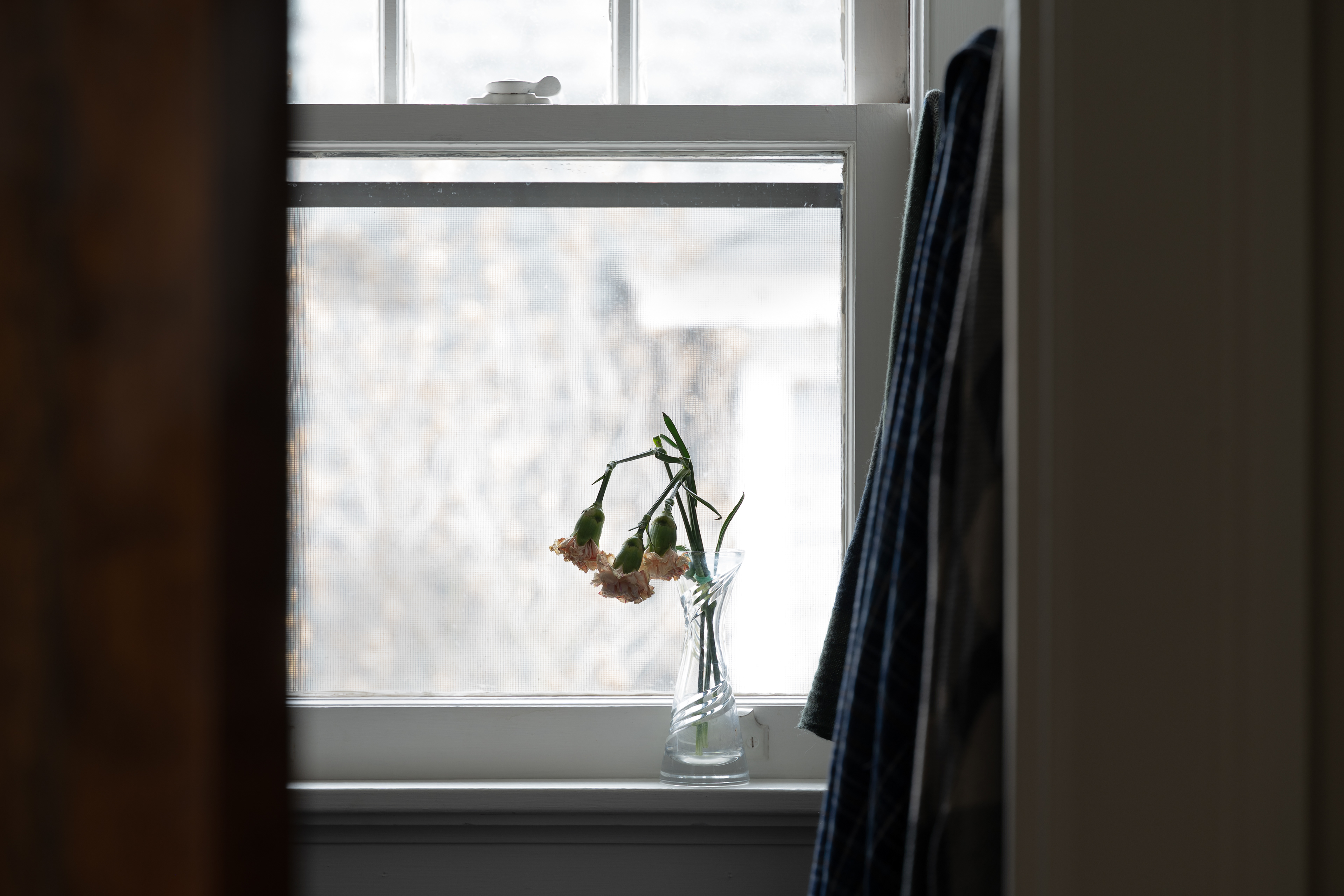 01-Jan Carnation.  January light in New England.