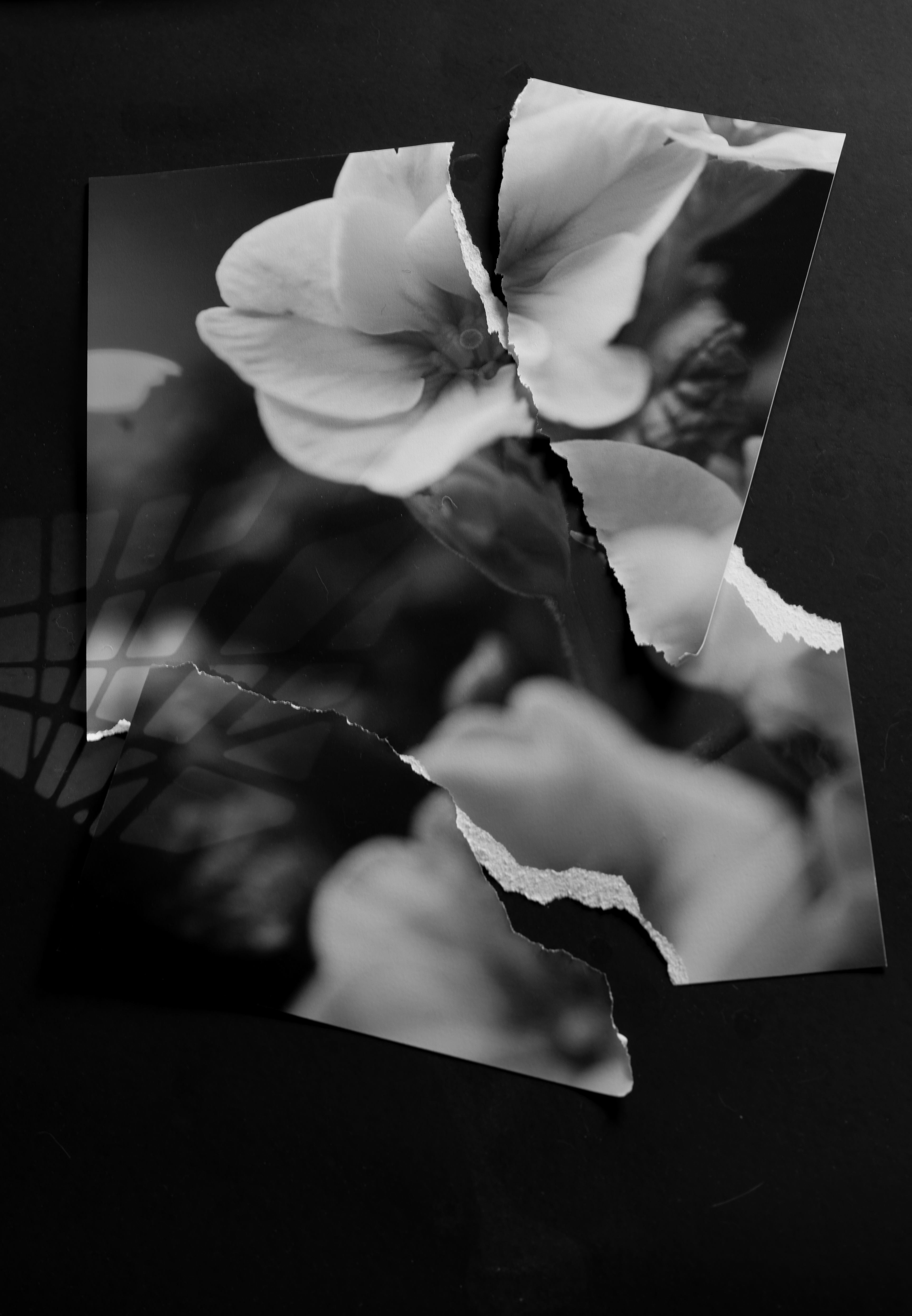 02-Feb Primrose.  Fragile arrival.