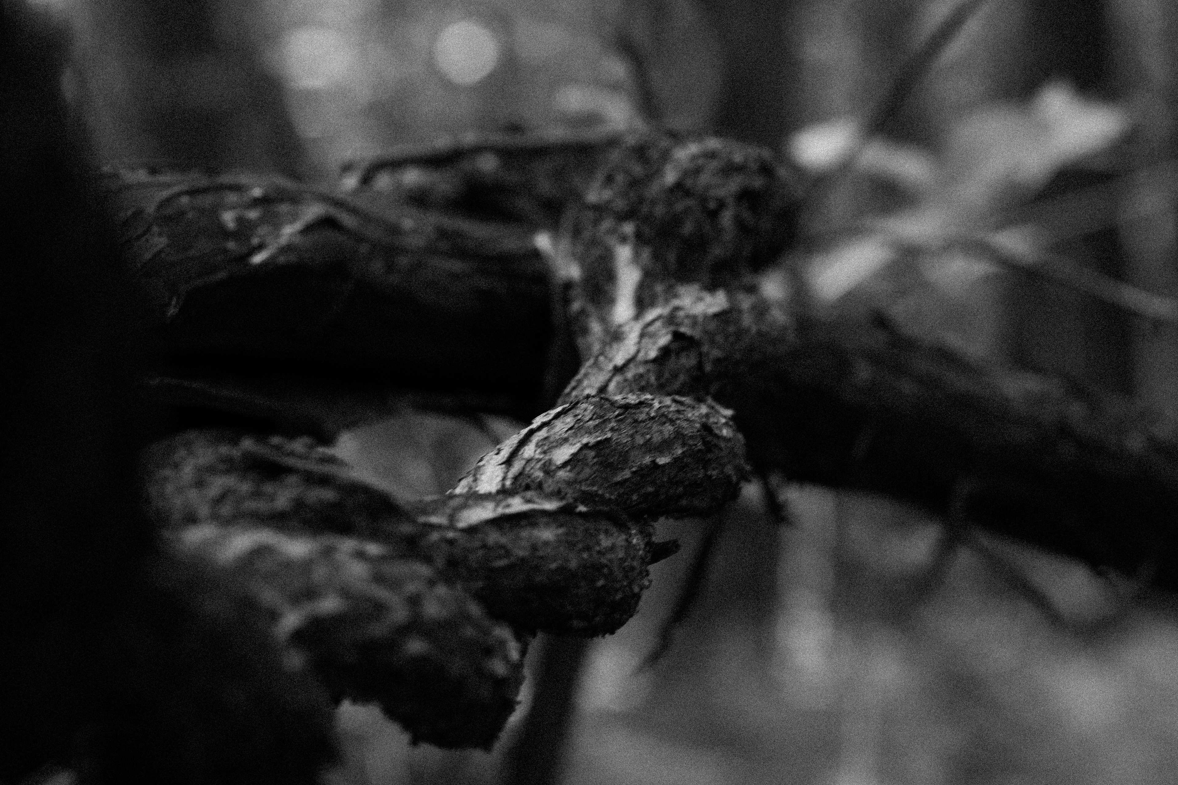 20260522-Forest-0019-BW