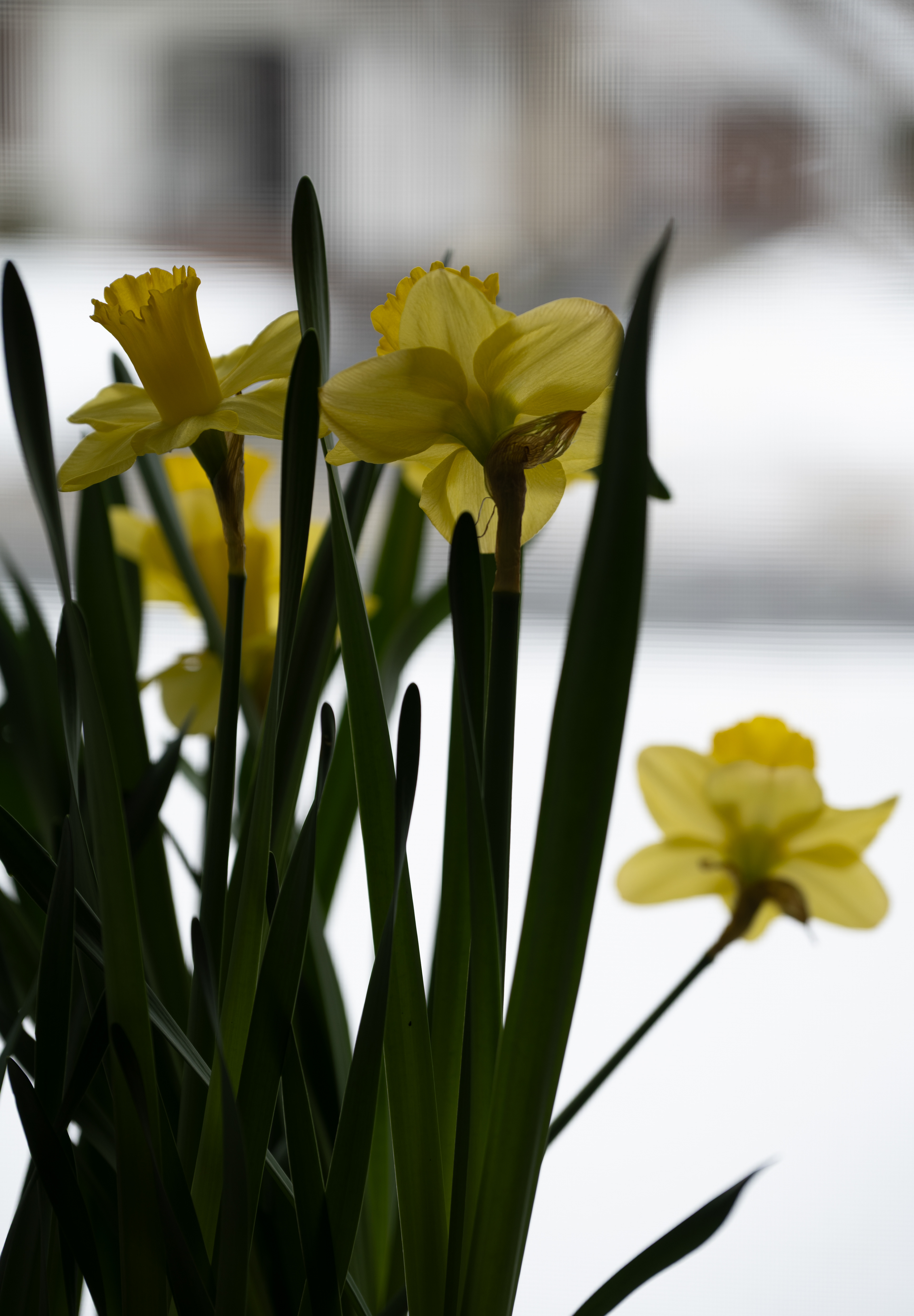 03-Mar Daffodils.  Waiting