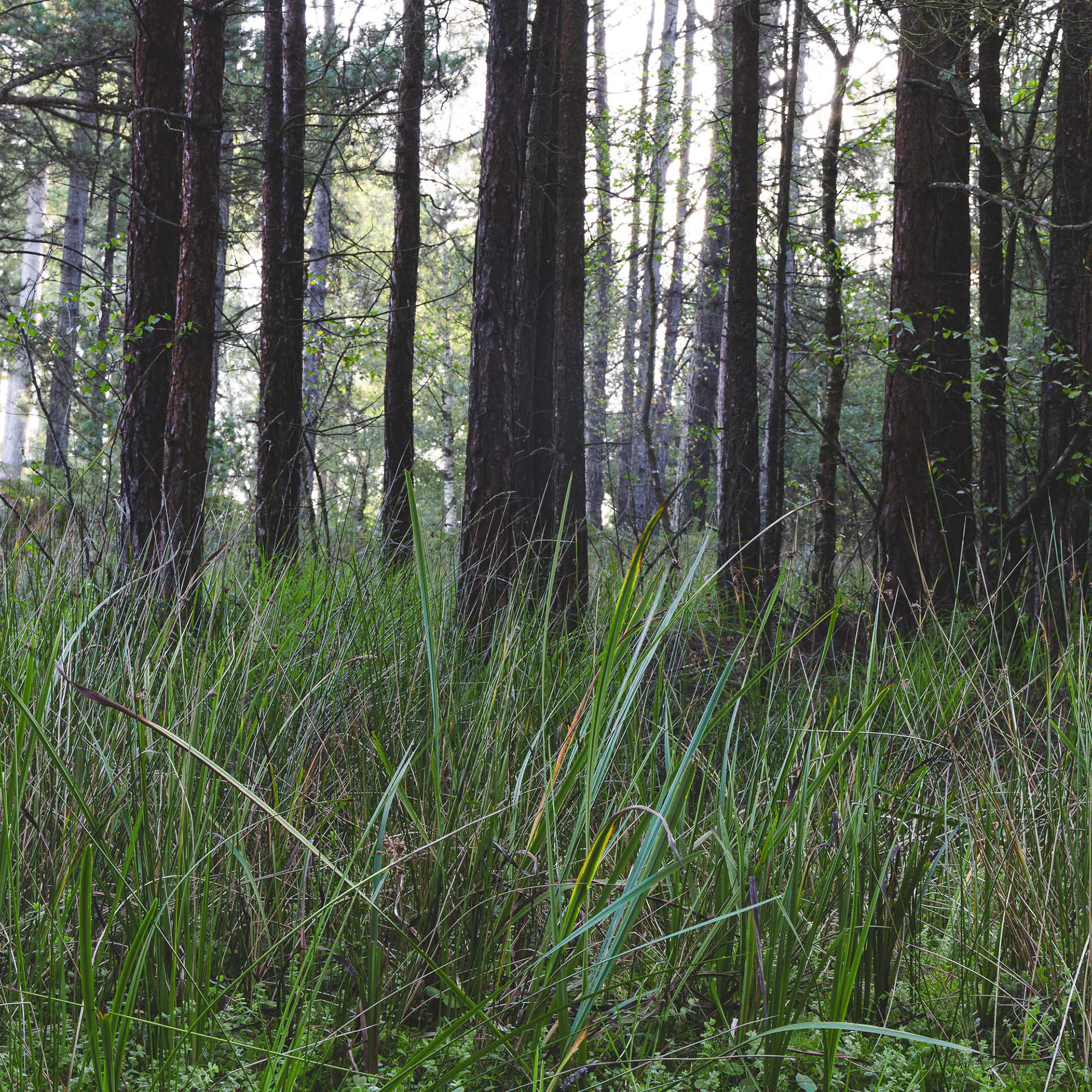 Busy Reeds - 2024