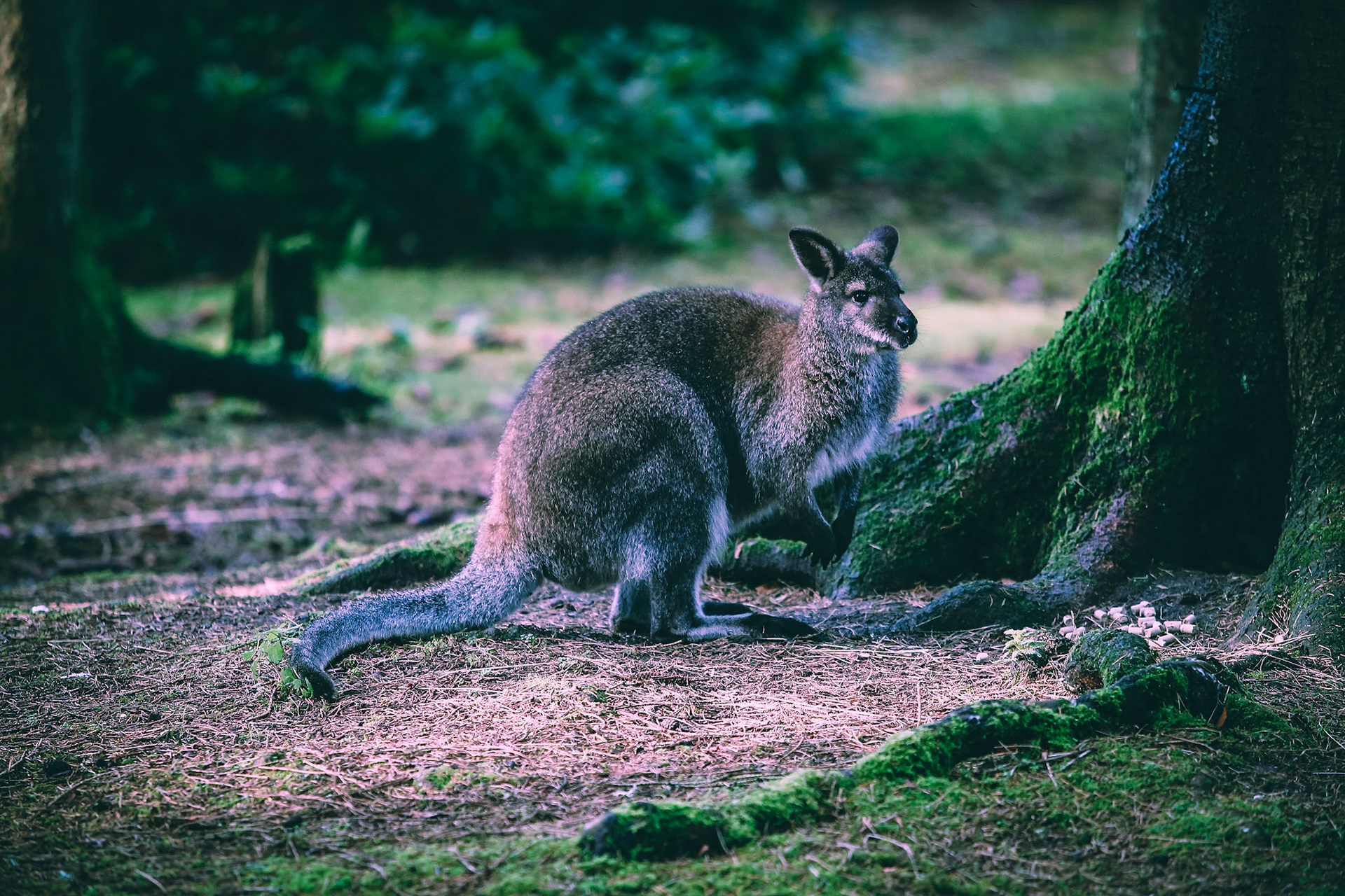A Wallaby keeping his senses alert