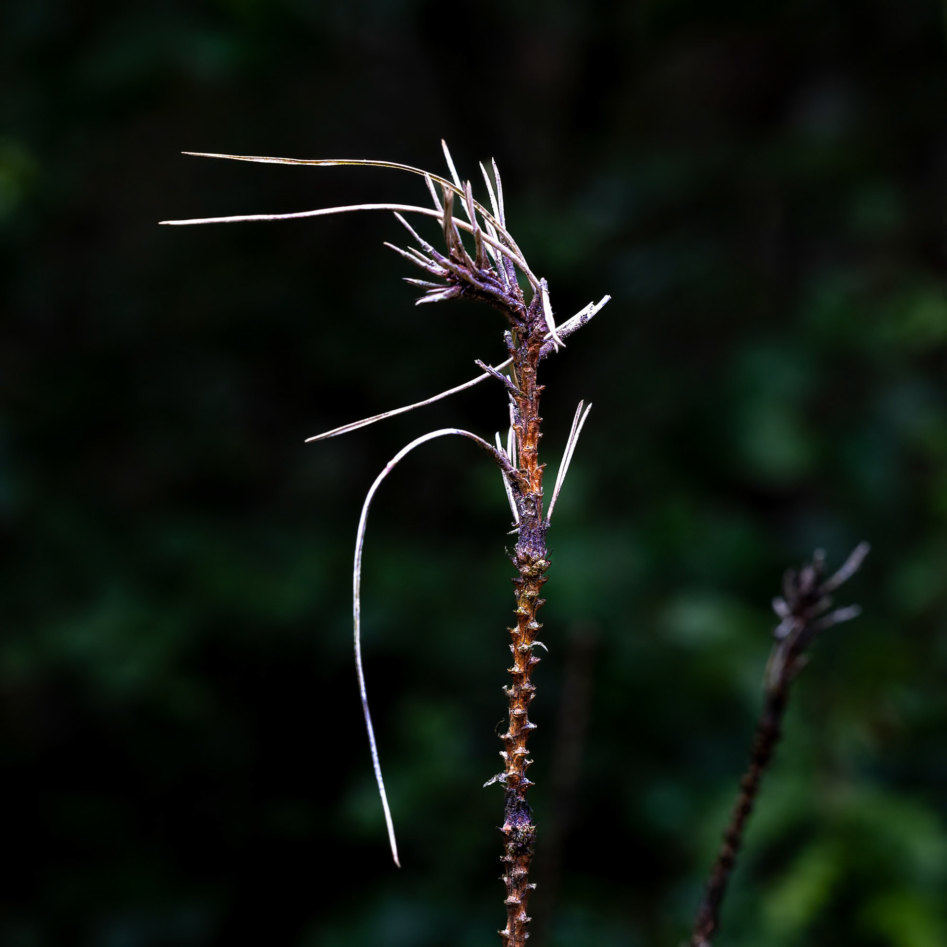 Spikey Curves - 2024