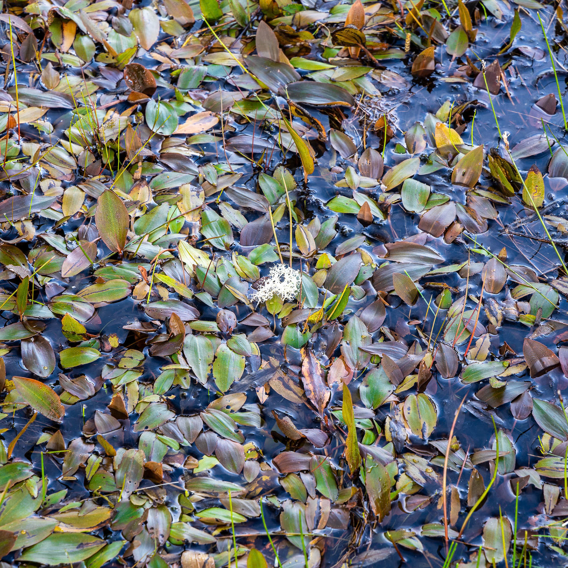 Litter on Leaves - 2024