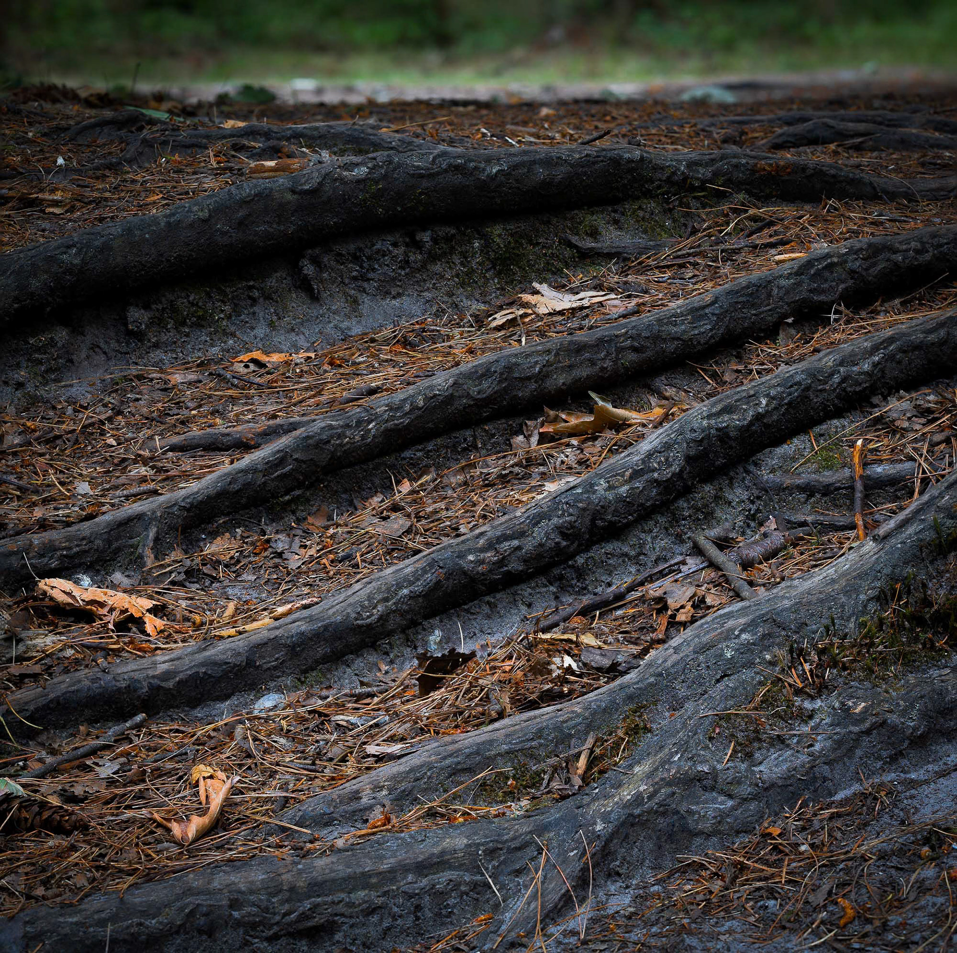 Roots - 2024