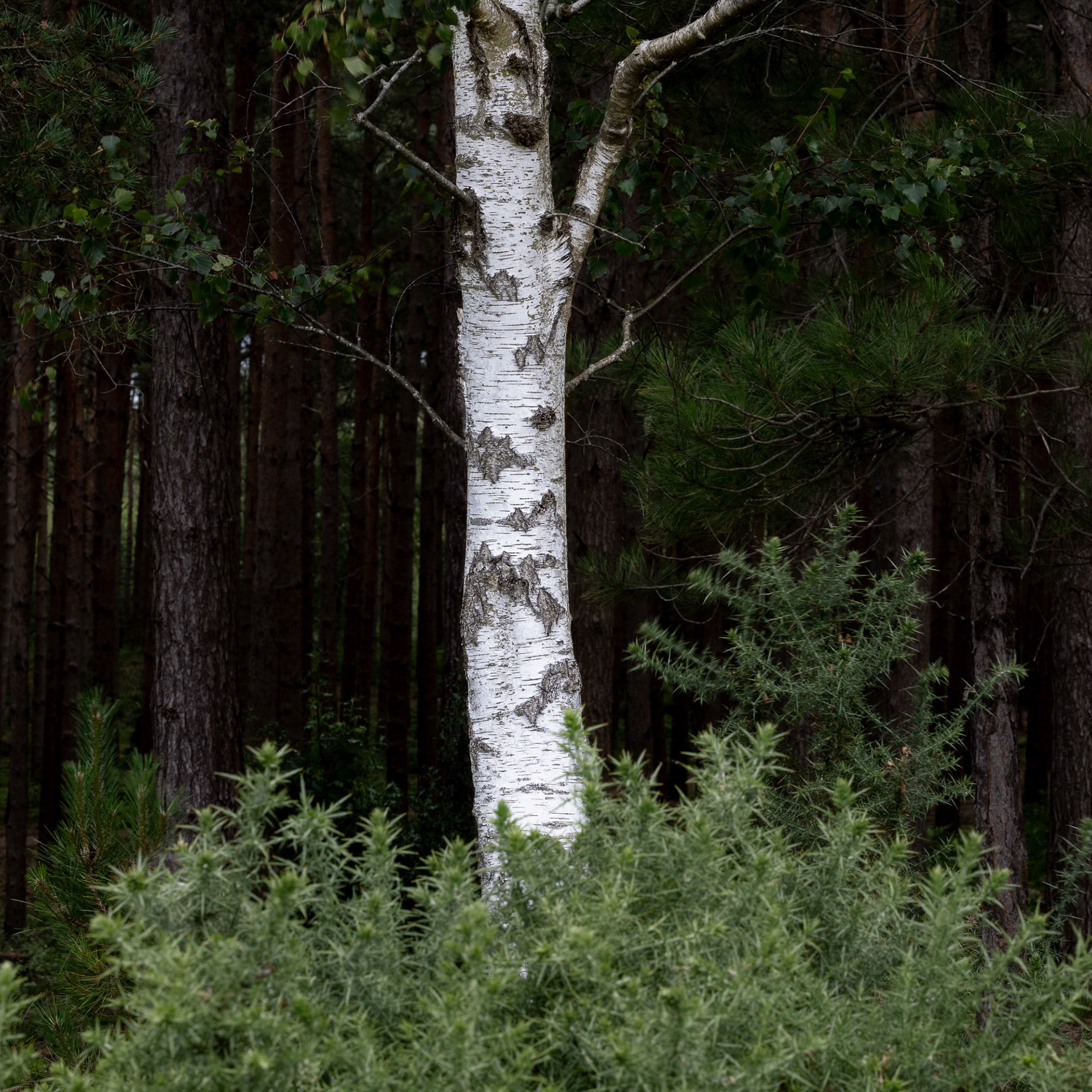 White Beech - 2024