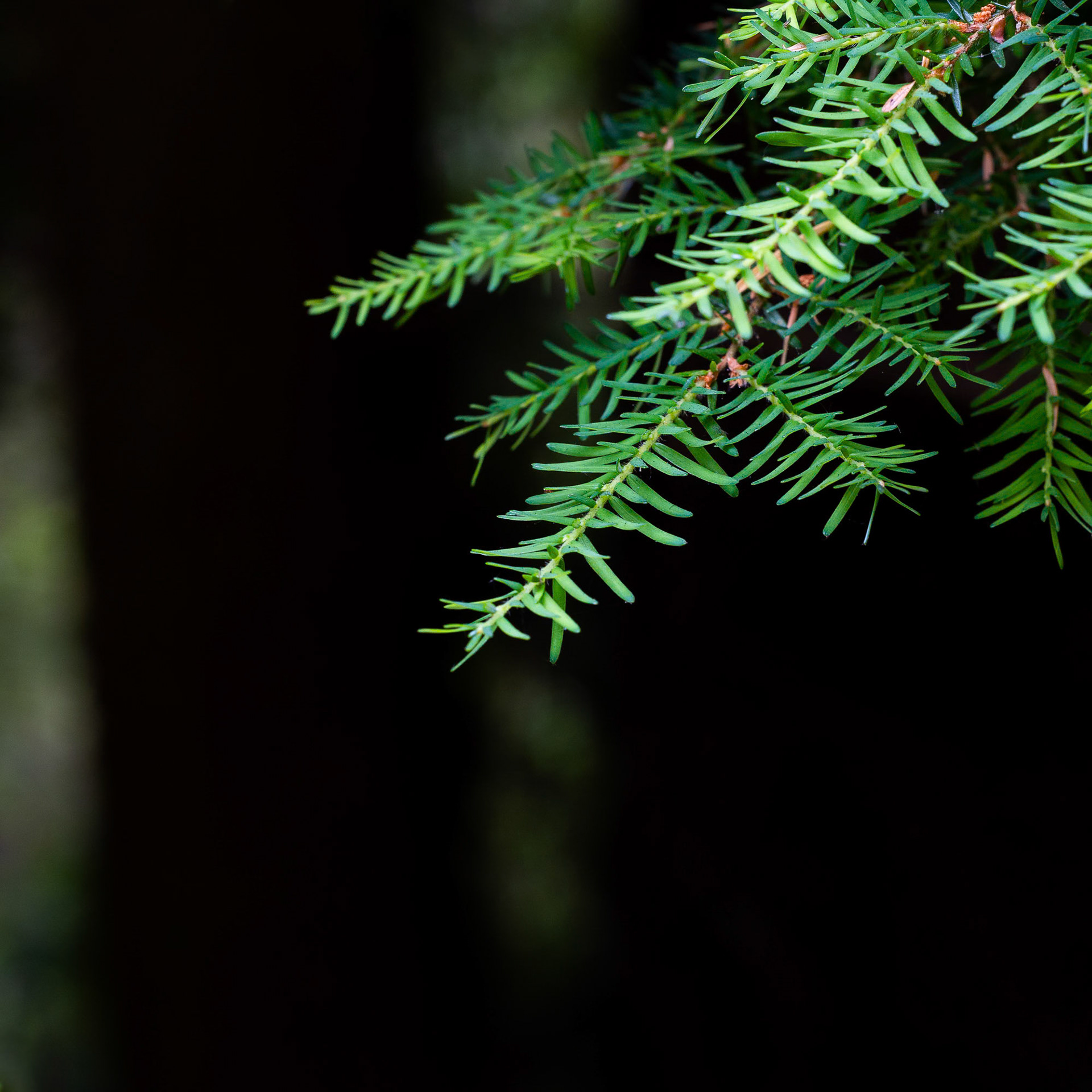 Green on Black - 2024