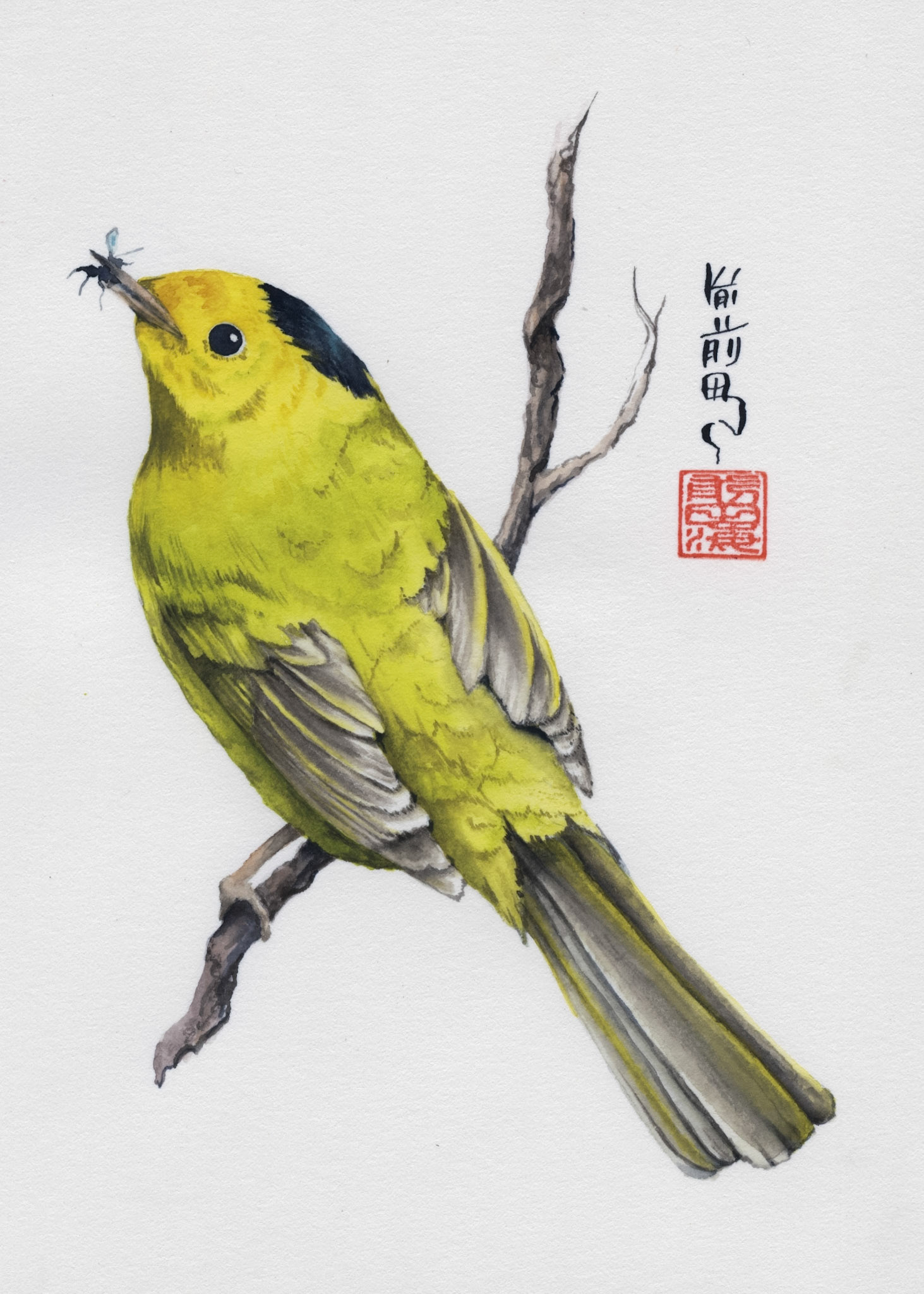 Wilson's Warbler | watercolor on paper | 5x7