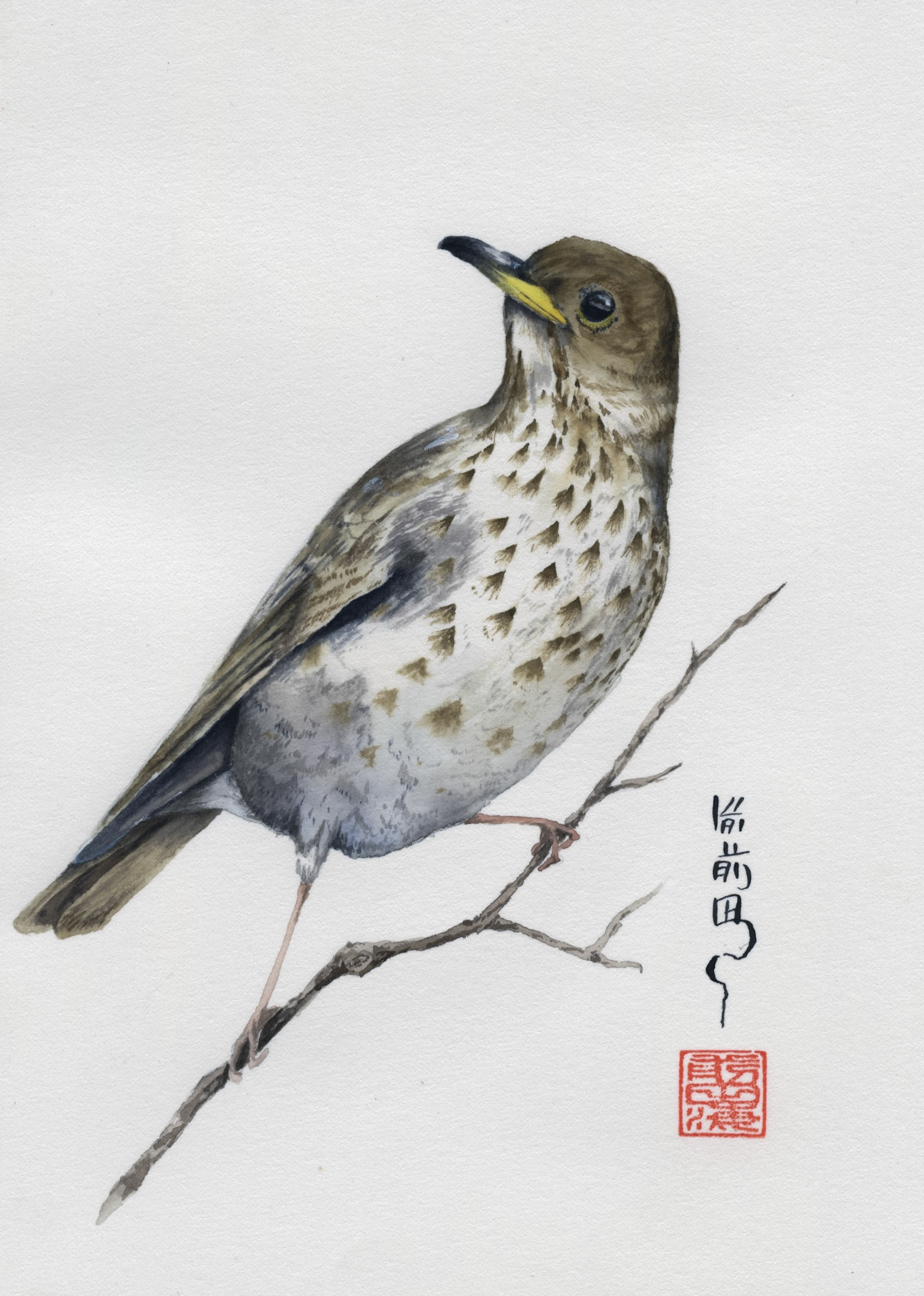 Hermit Thrush | watercolor on paper | 5x7