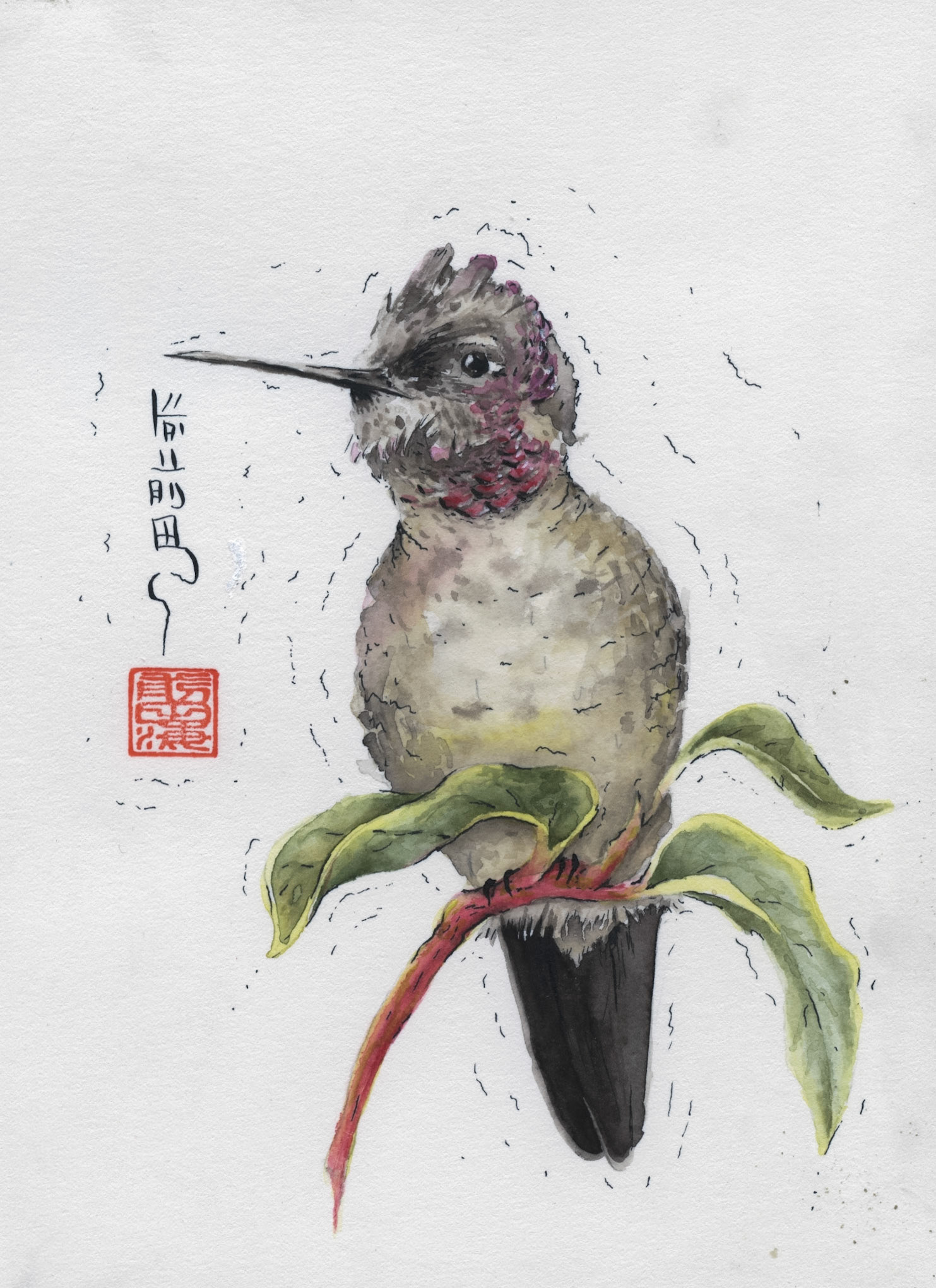 Anna's Hummingbird | watercolor and ink on paper | 5x7
