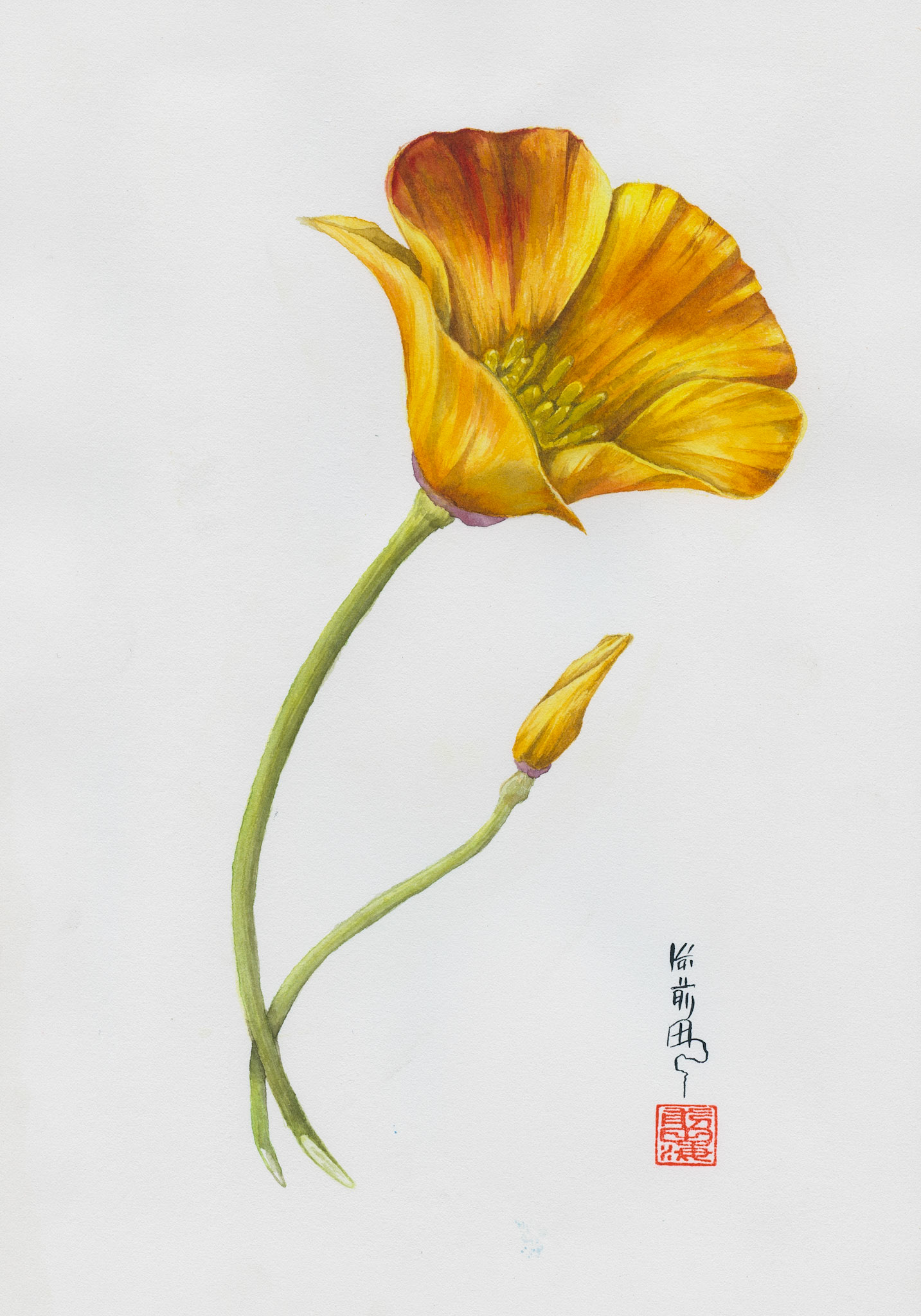 California Poppy | watercolor on paper | 7x10