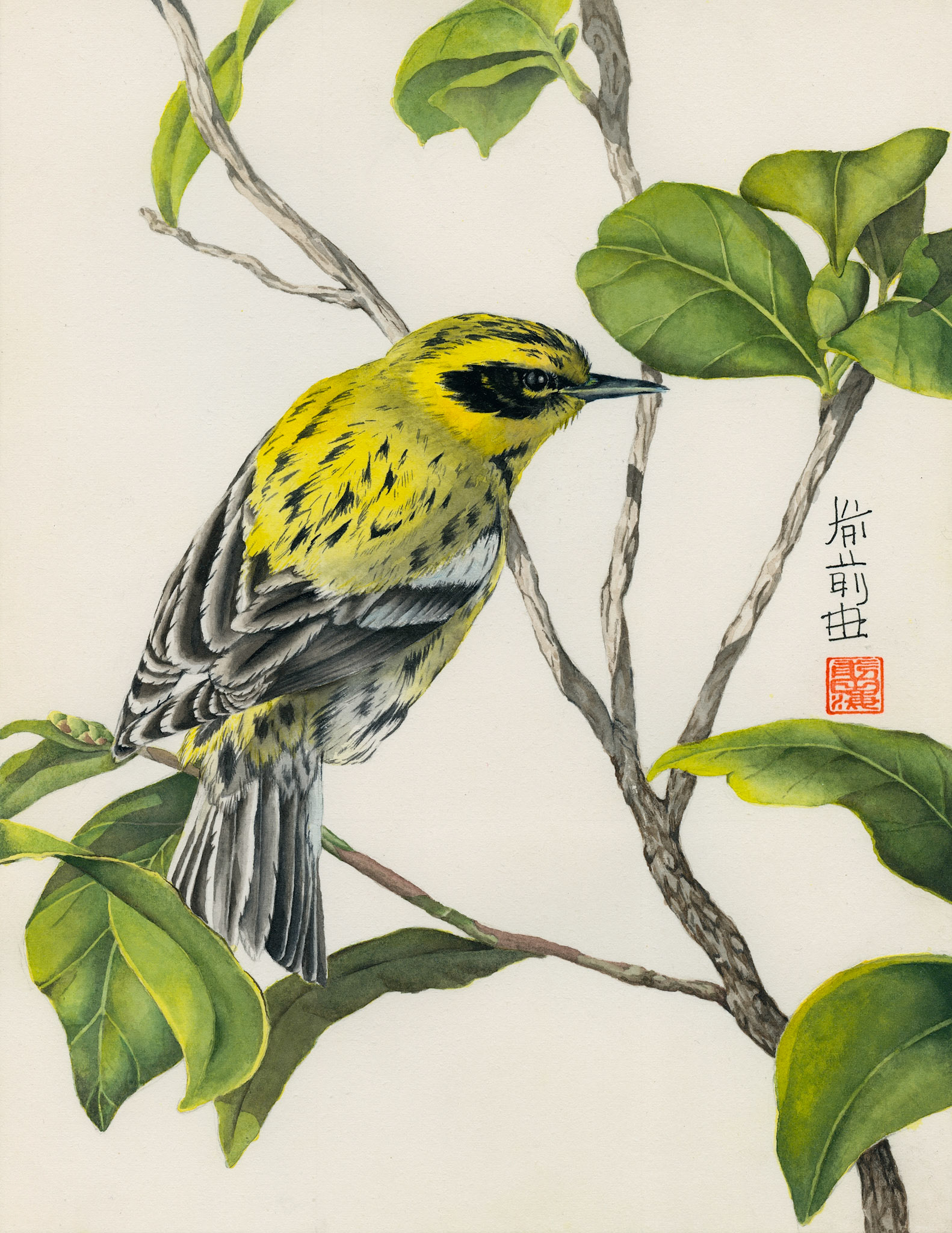 townsend's warbler | watercolor on paper | 8x10