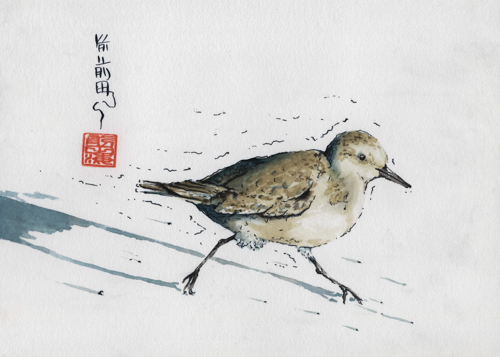 Sanderling | watercolor and ink on paper | 5x7