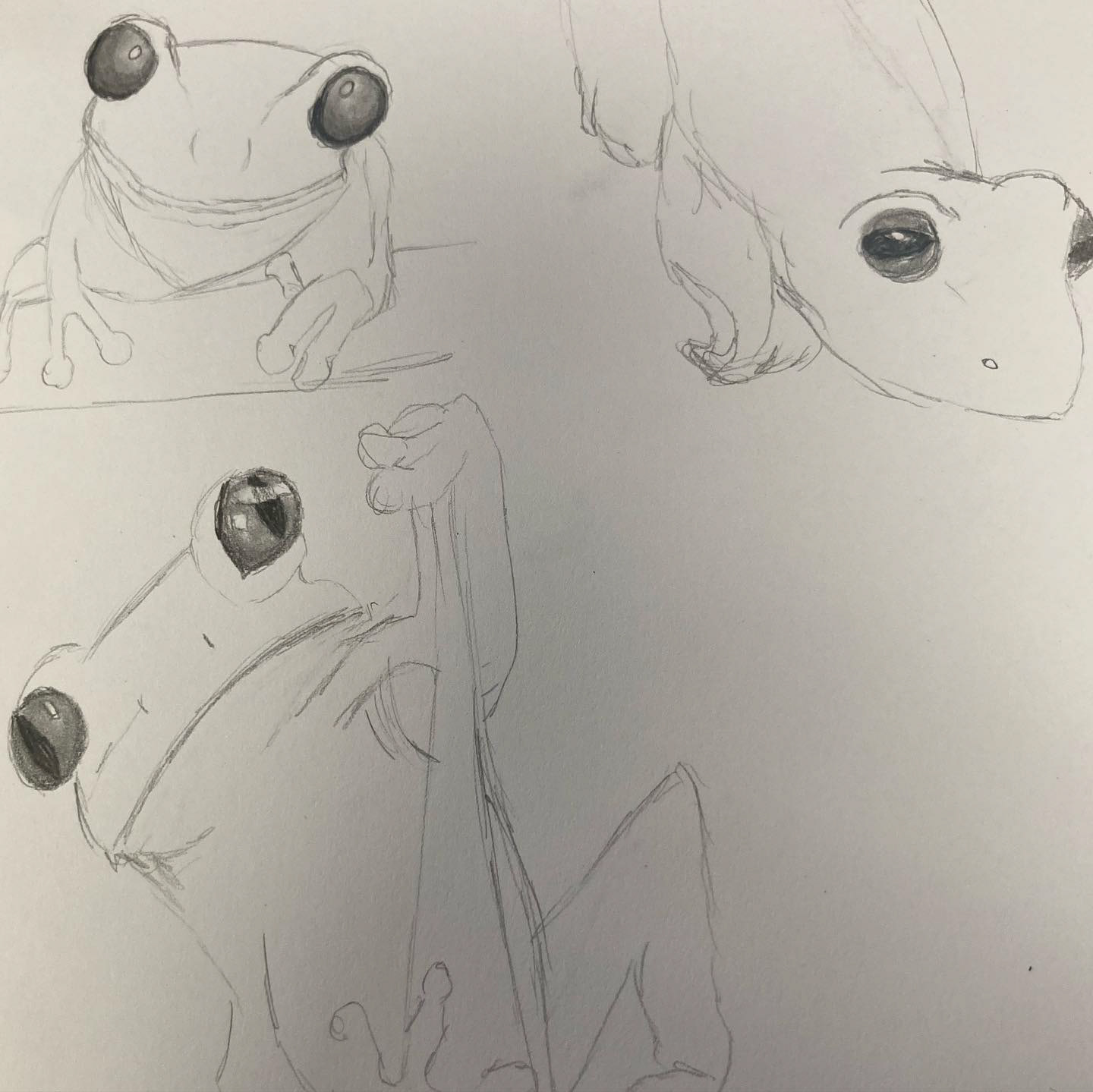 Froggies