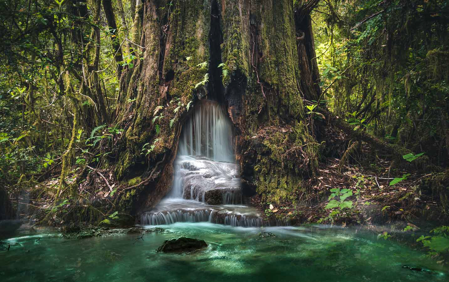 Waterfall in a Tree