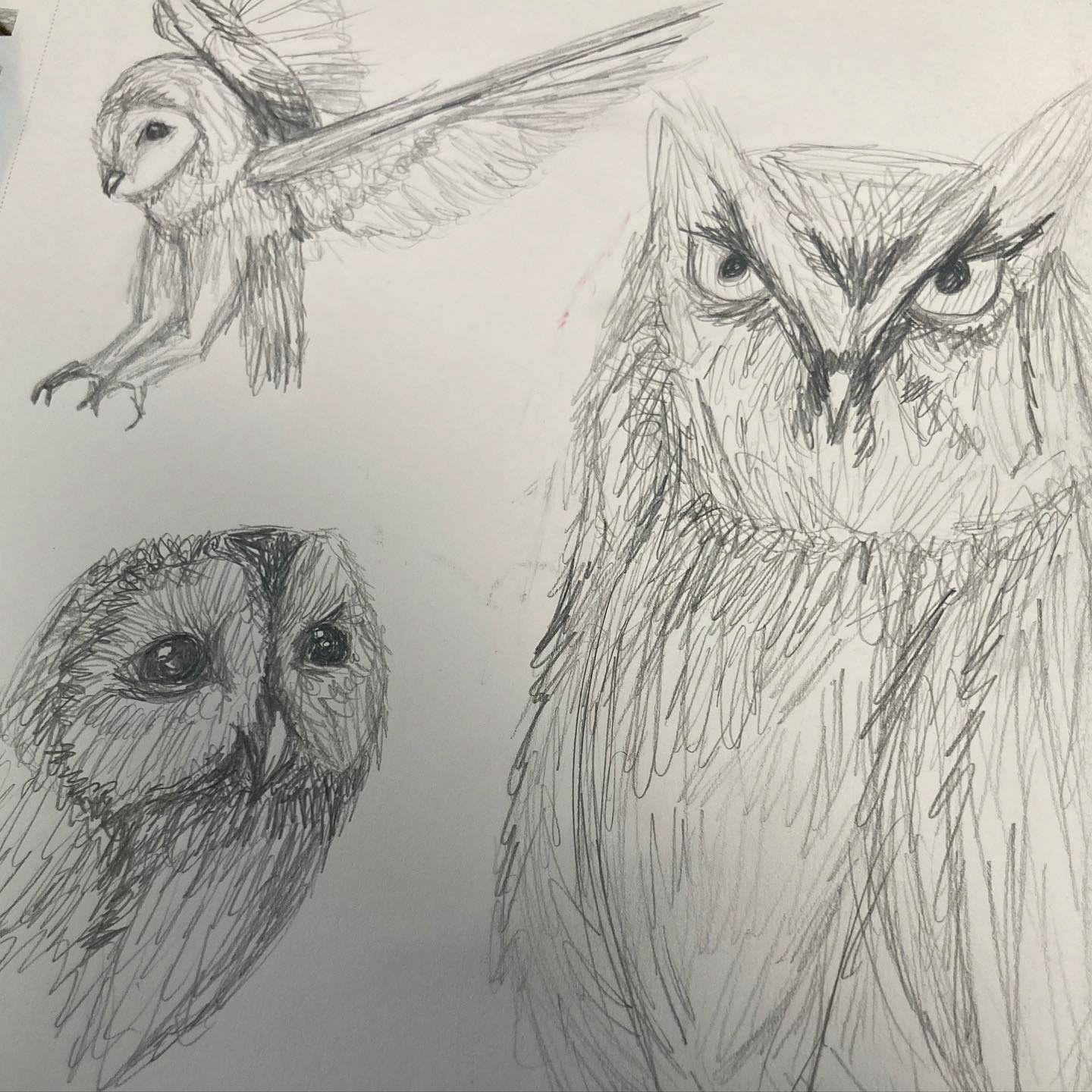 Owls