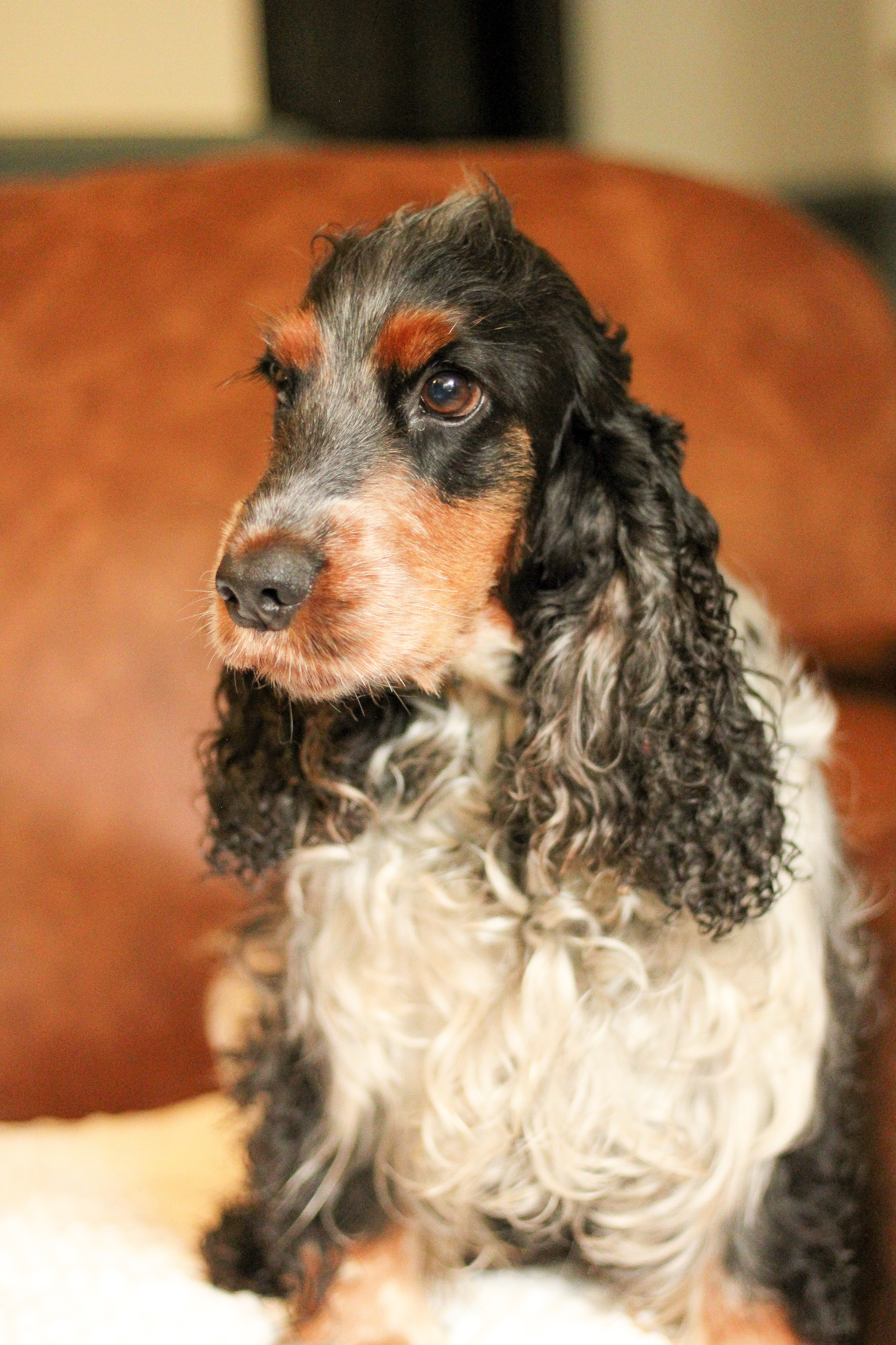 Agatha (Mother To Pups)