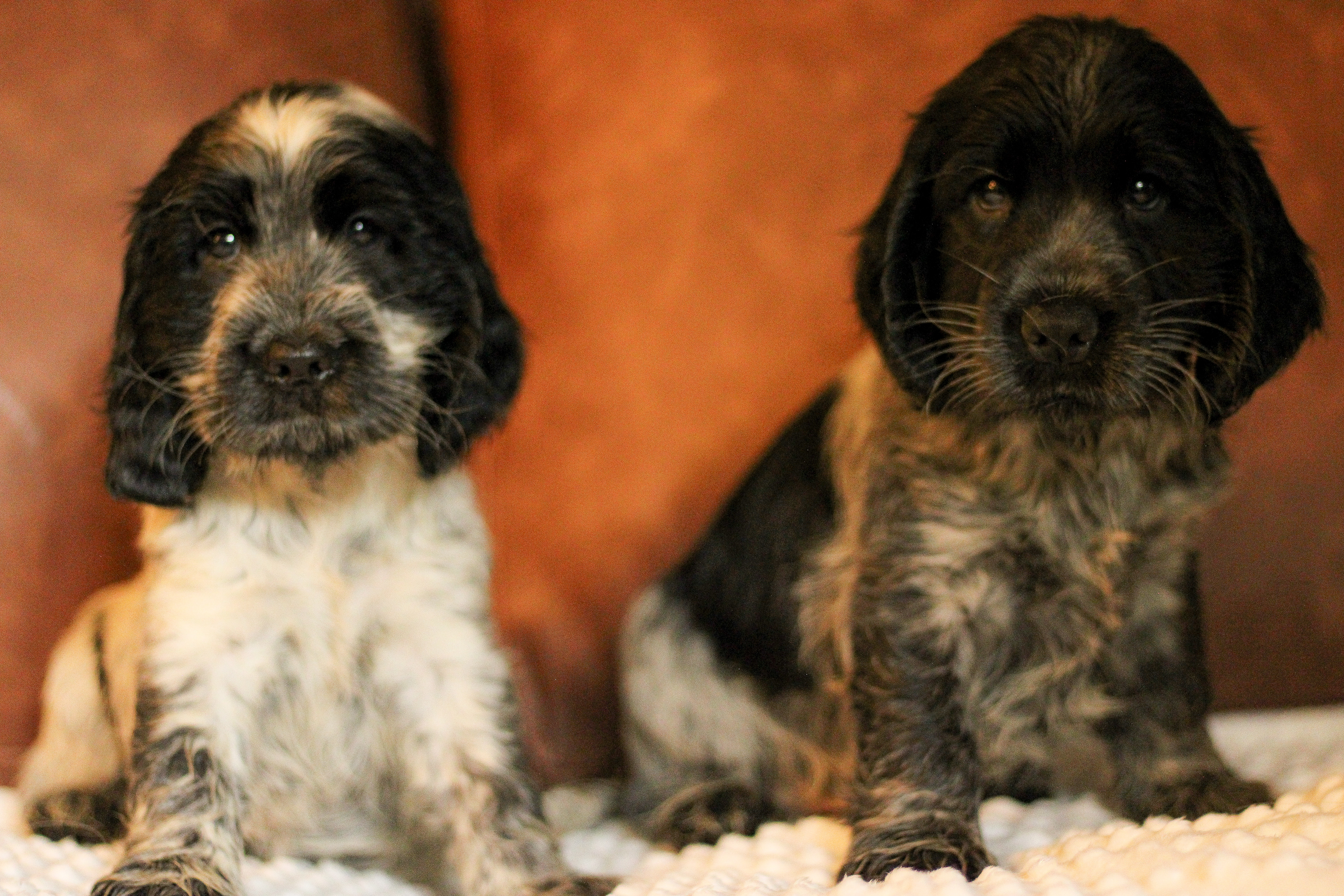 Red & Blue Collars