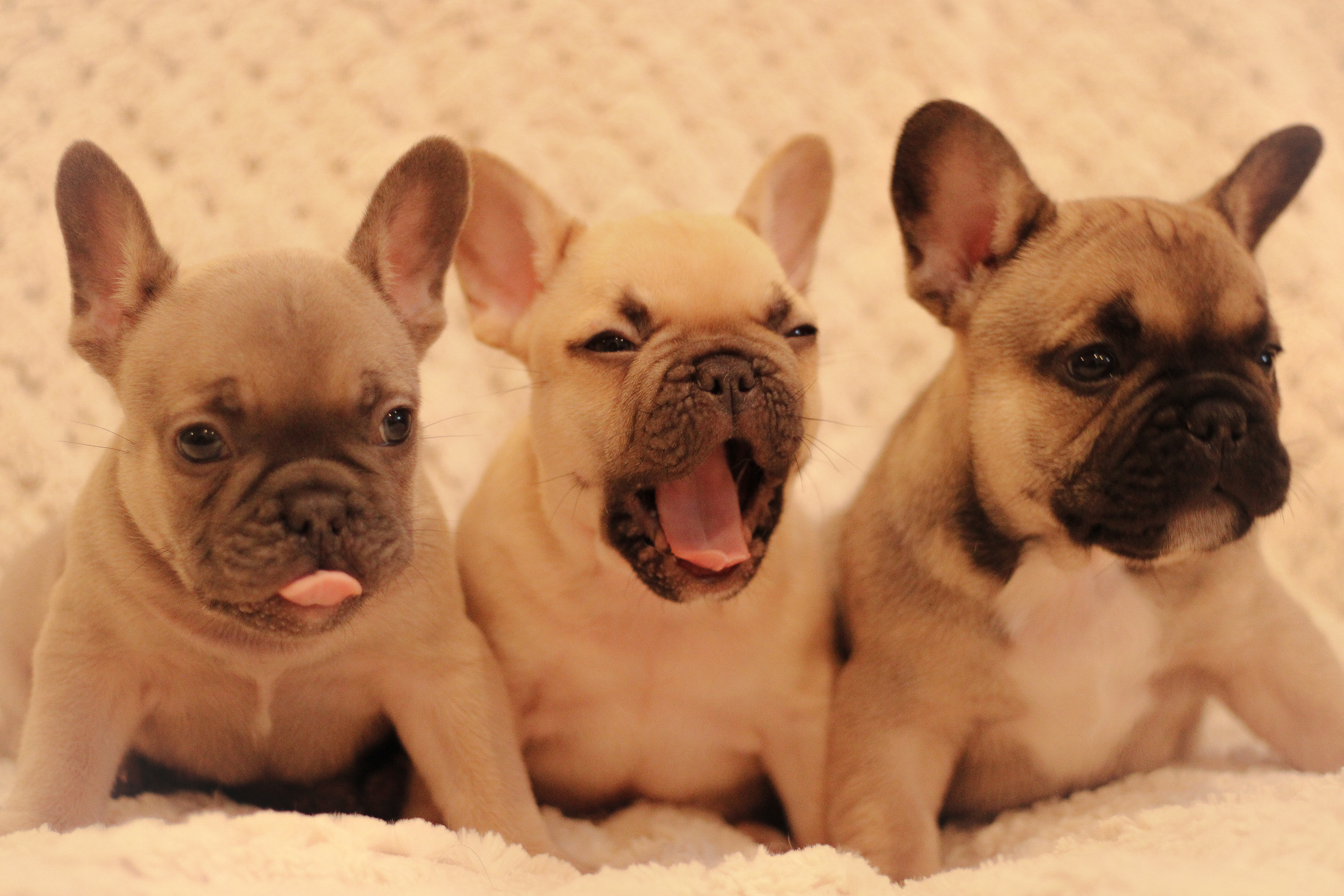Sniffles & Apollo & Atlas