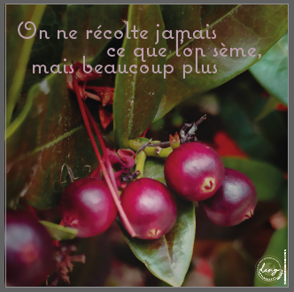 YVAN EMONIDES Récolte, 2021–2025, Série Prends le temps. Photographie numérique et infographie sur Alucobond, 30 x 30 cm / 80€