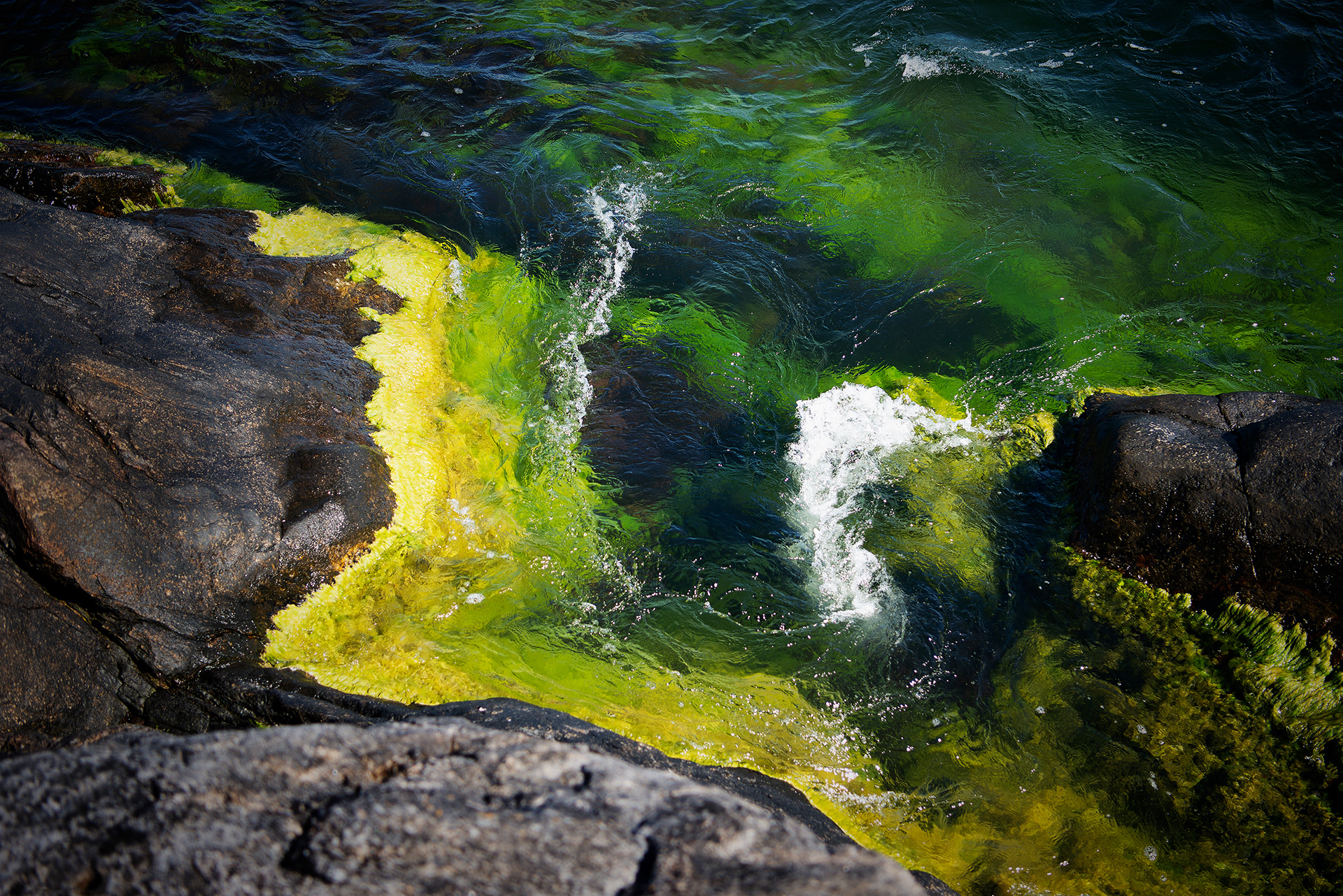 Färgstarkt sjögräs, naturfoto, peteringal.com, Peter Ingal Photography, fotograf i Stockholm