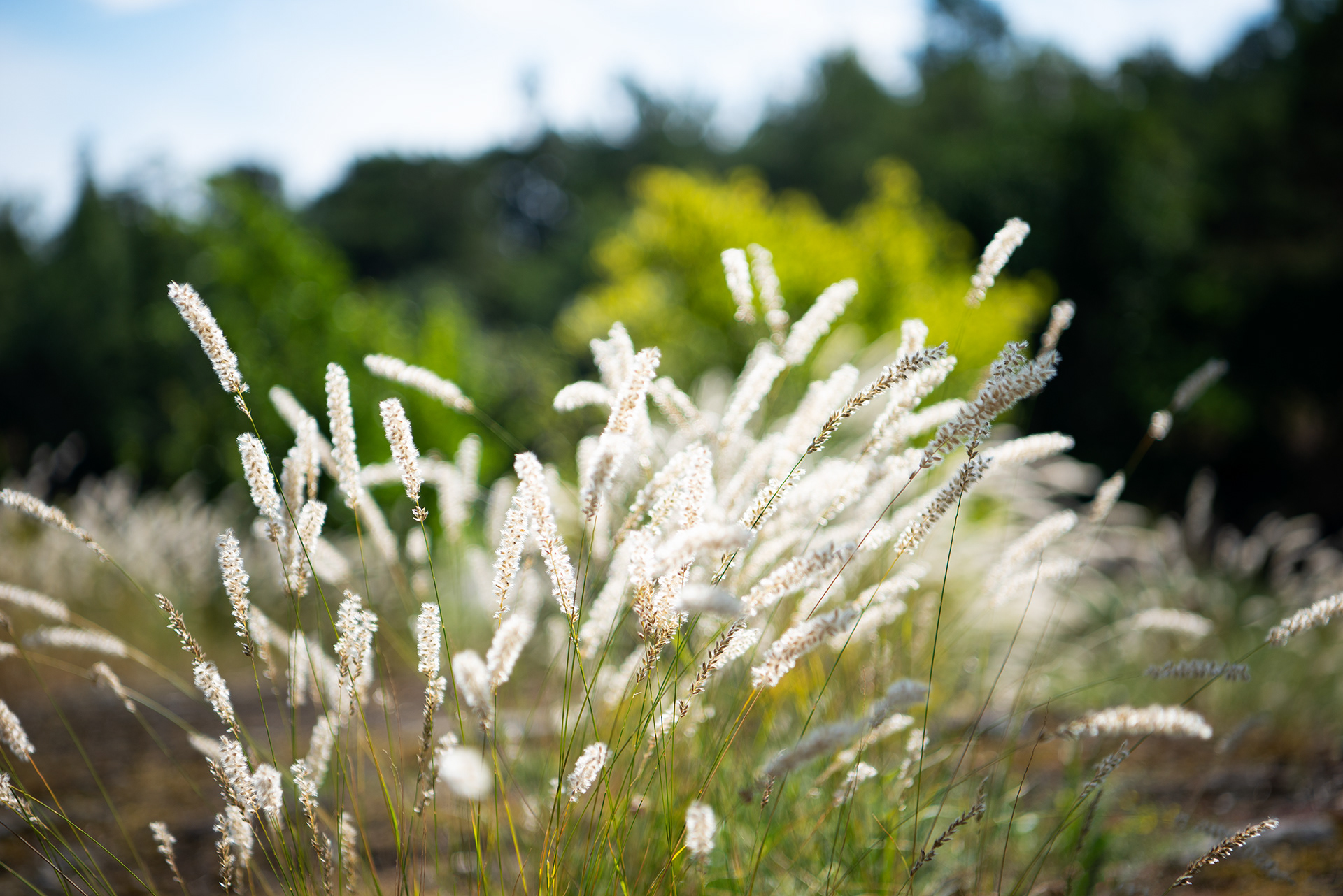 Risgräs, naturfoto, peteringal.com, Peter Ingal Photography, fotograf i Stockholm