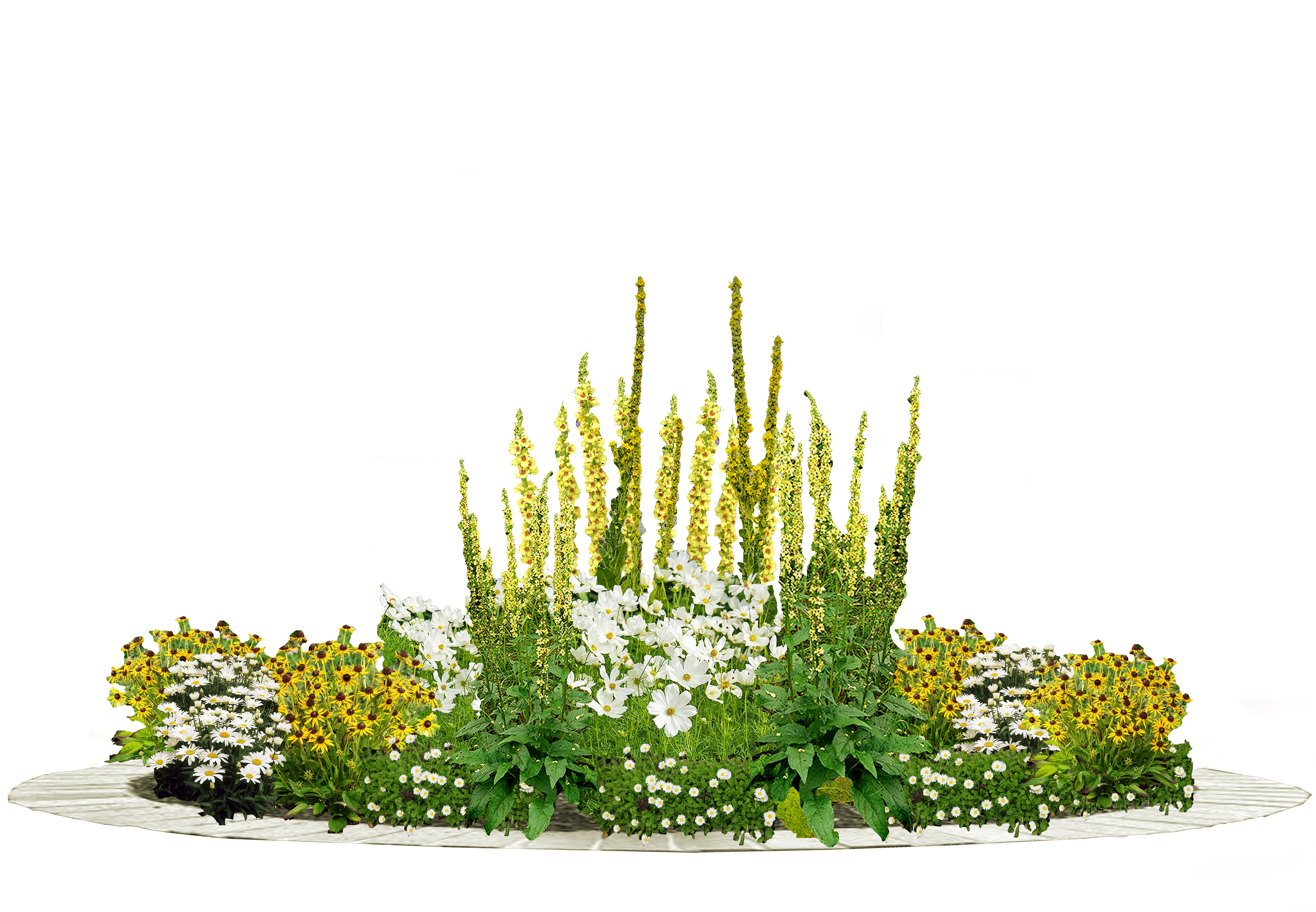 Solbed. Kosmos, Kongslys, Tusenfryd og Solhatt