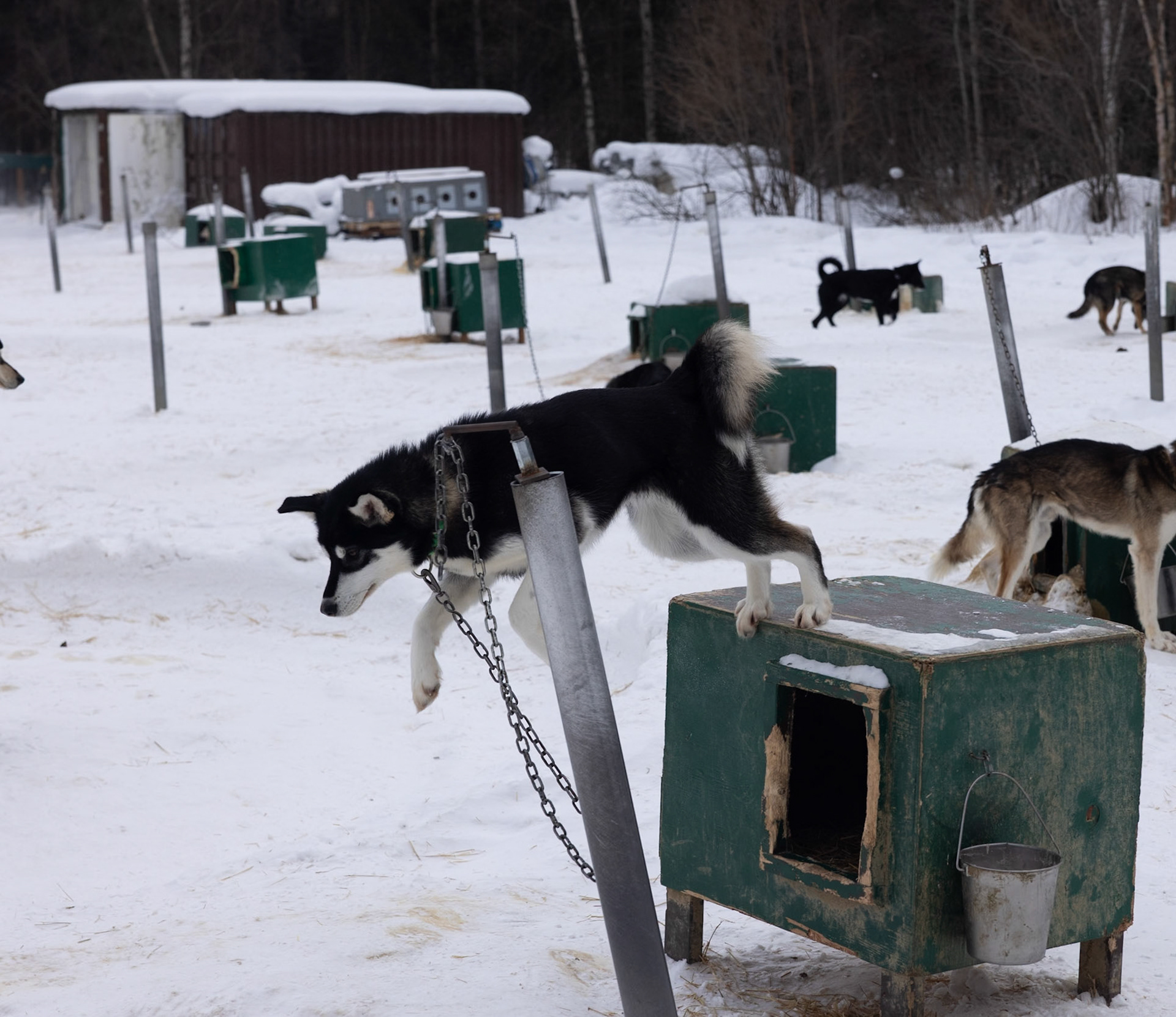 Dog Kennel