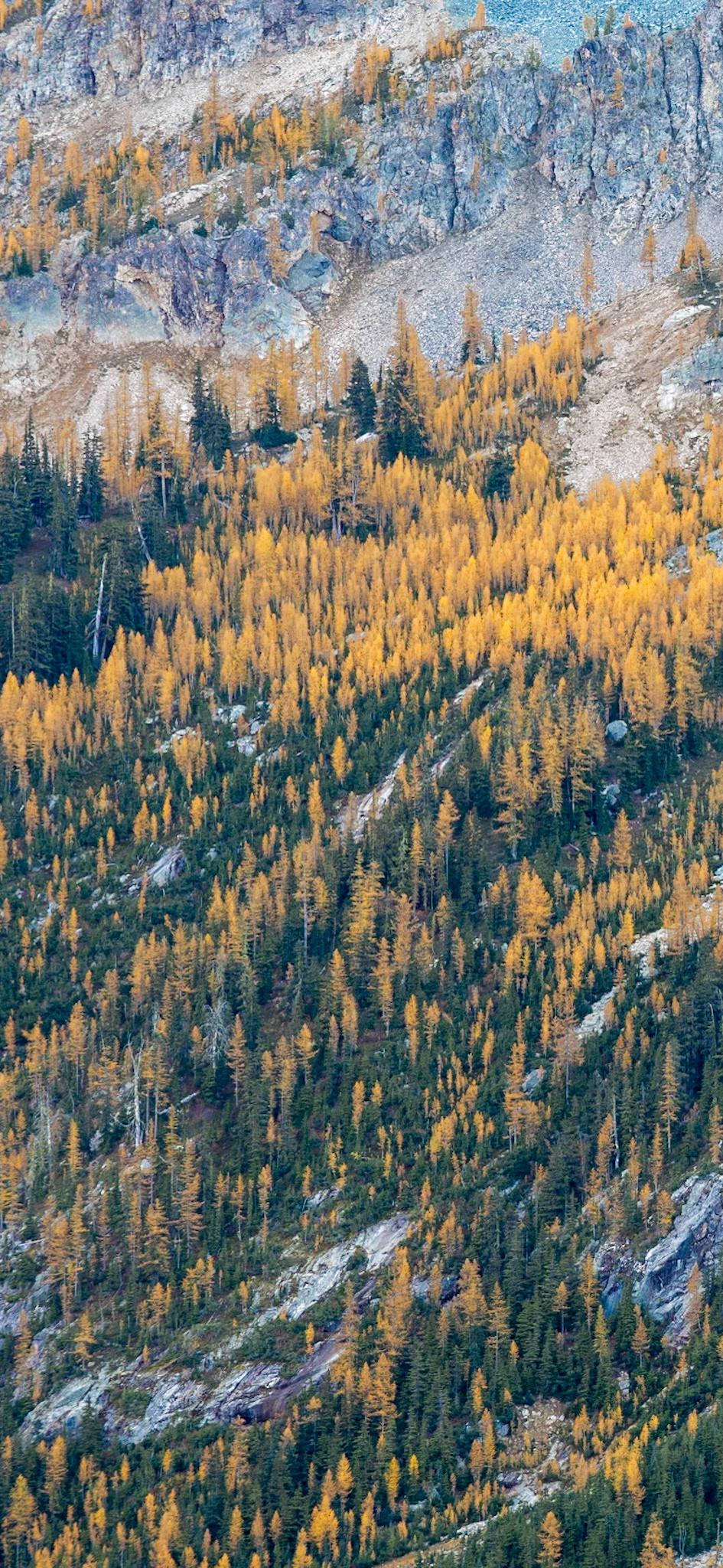 Larch Madness