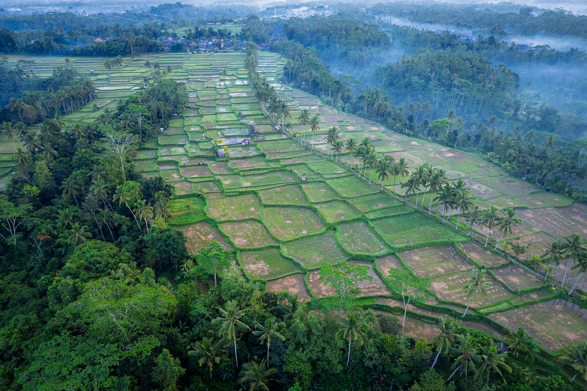 Pulagan Ricefield