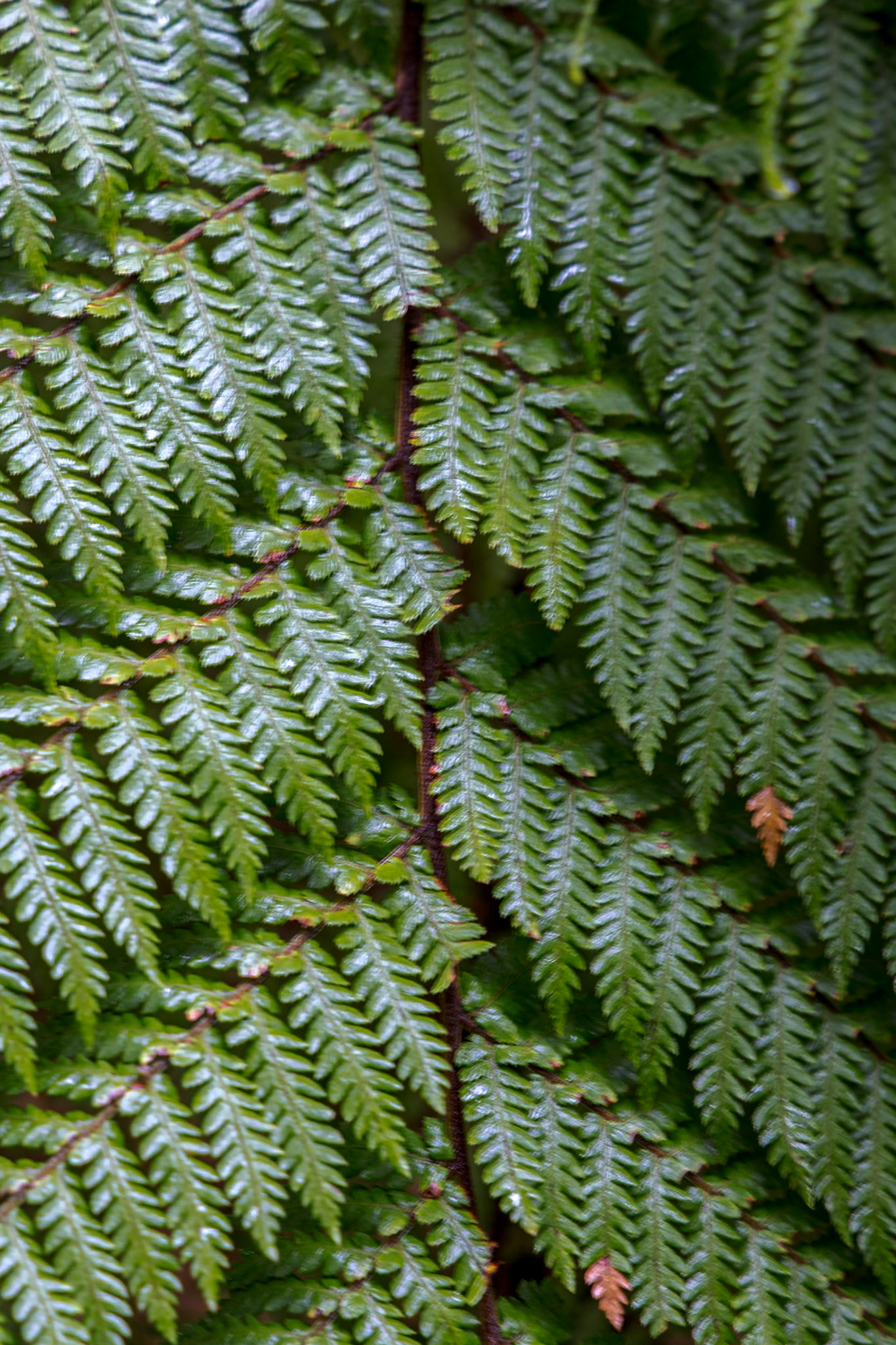Milford Sound - Chasm