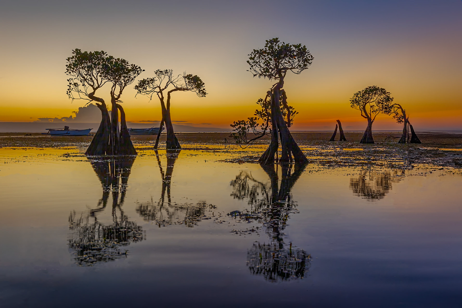 Dancing Trees, Walakiri, Sumba