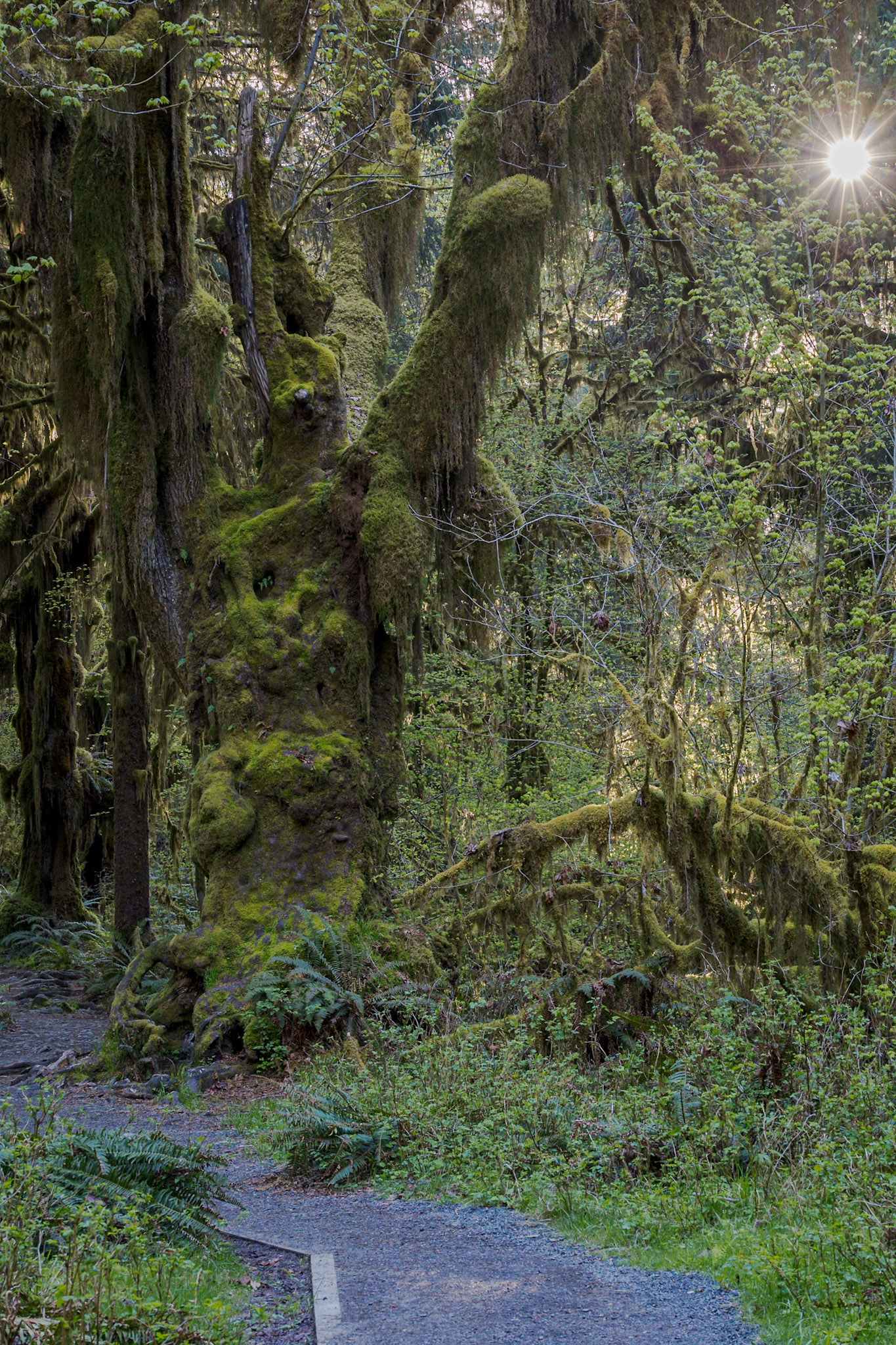 Hoh Rainforest