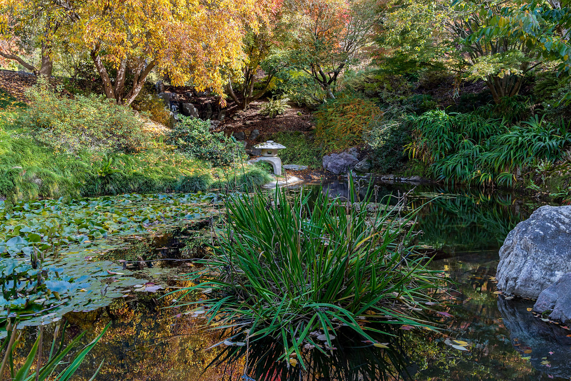 Japanese PoolUC Berkeley Botanical Garden