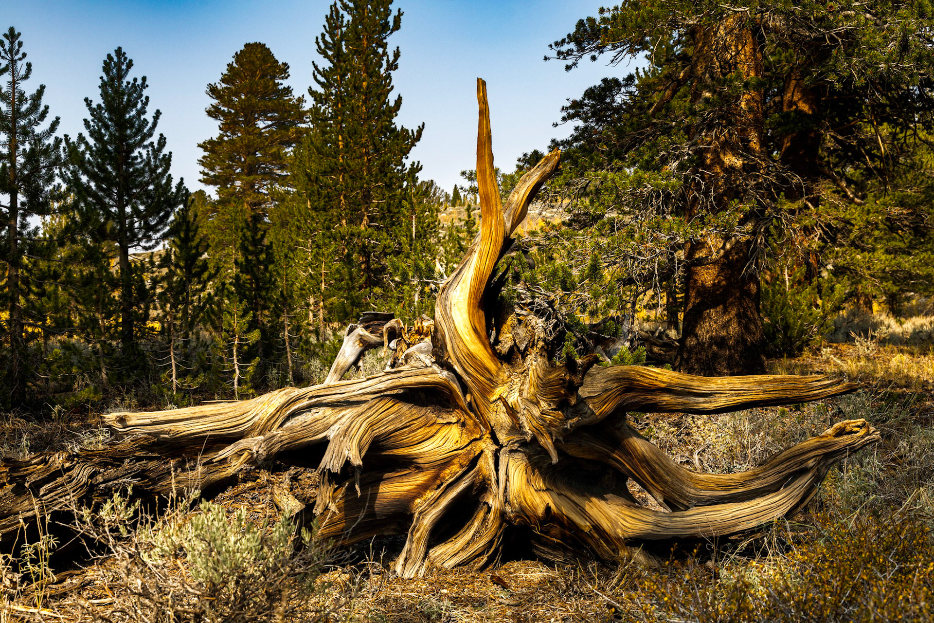 John Muir Wilderness