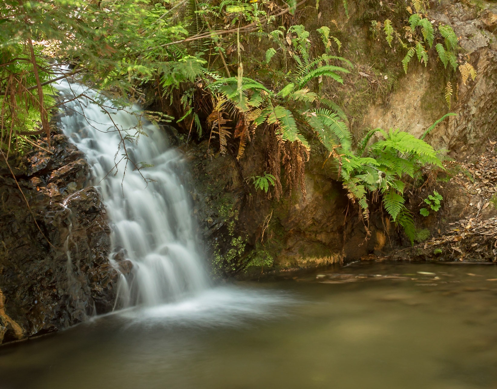 Portola Redwoods Tiptoe Falls