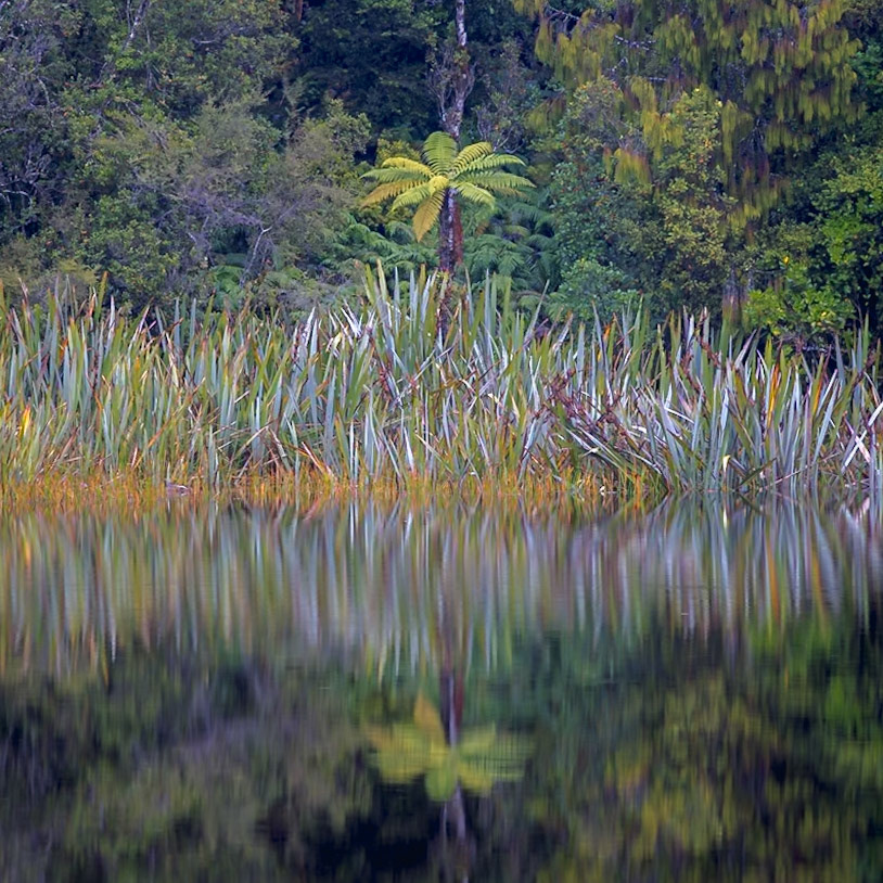 Lake Matheson  Reflection Island