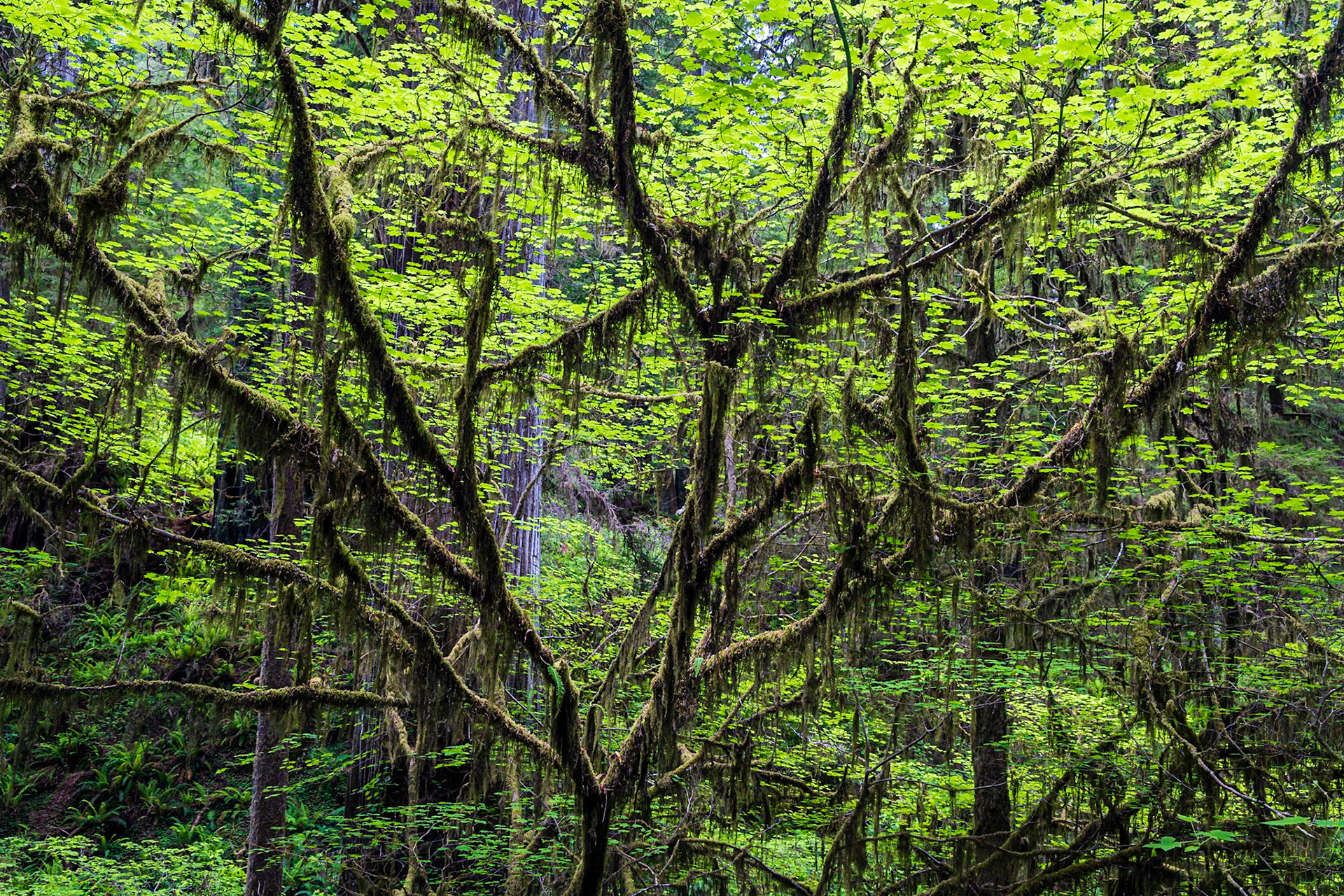 Jedediah Smith Redwoods State Park