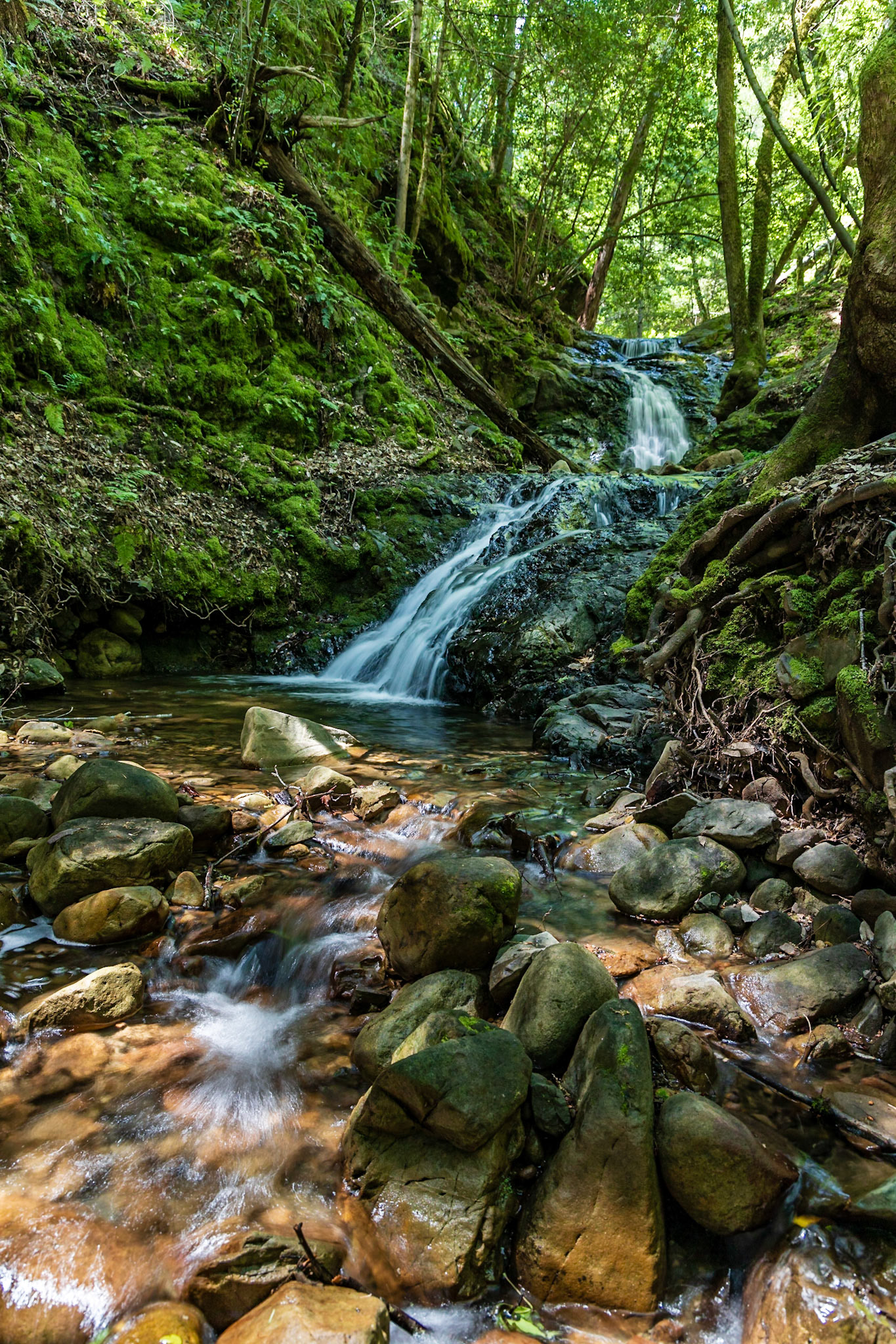 Uvas Canyon County Park