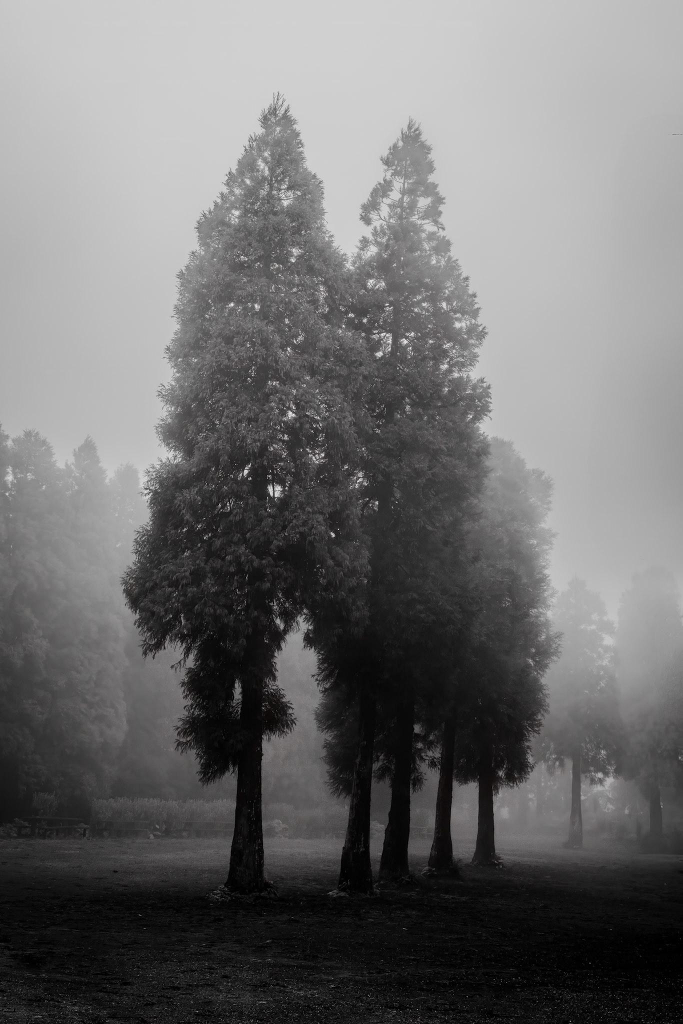 Forests Lagoa do Canário